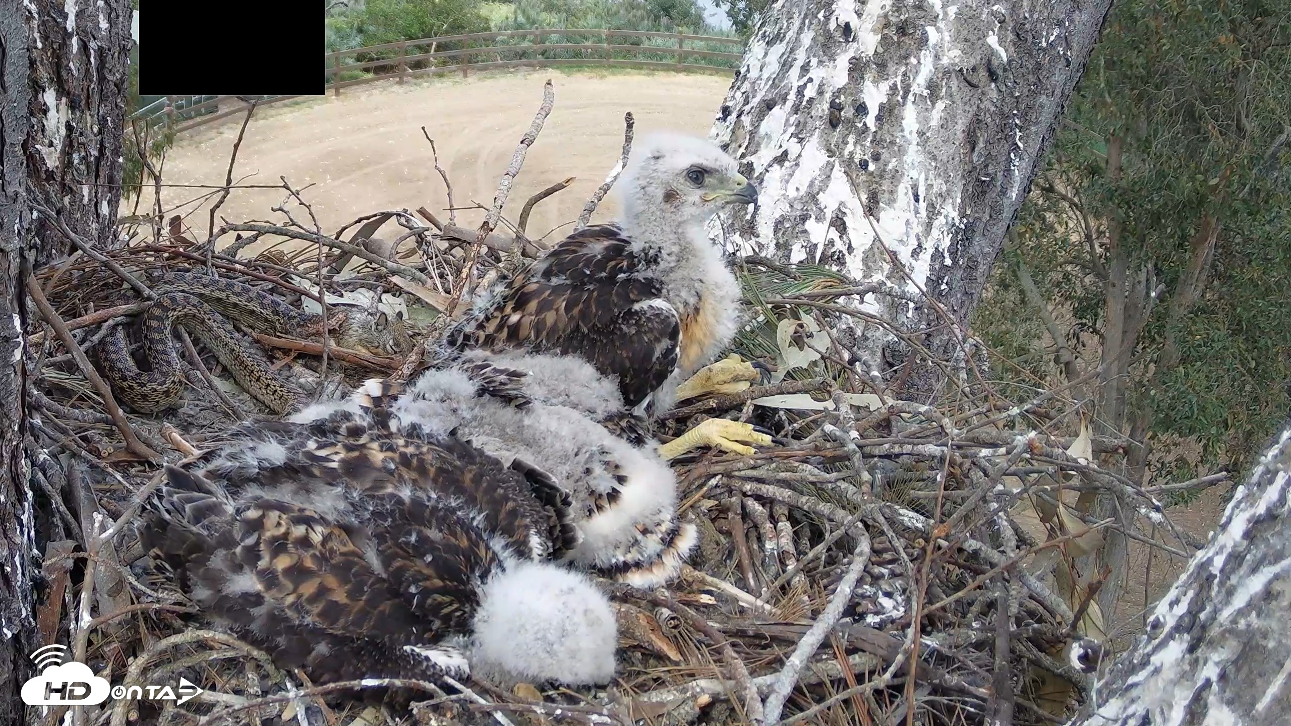Snapshot of Red-Tailed Hawk Live Webcam taken Apr 20, 2026, 3:35pm PDT