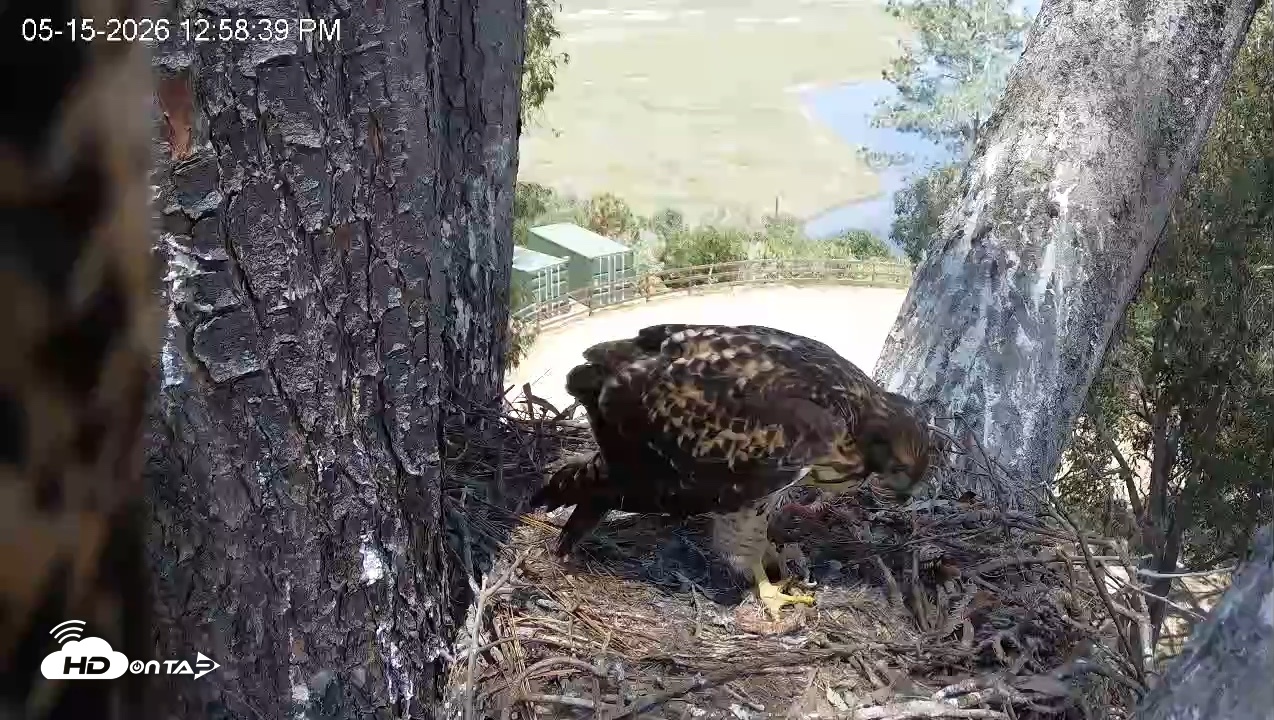 Snapshot of Red-Tailed Hawk Live Webcam taken May 15, 2026, 2:02pm PDT