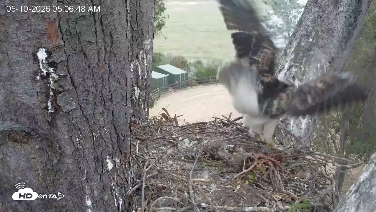 Snapshot of Red-Tailed Hawk Live Webcam taken May 10, 2026, 6:10am PDT