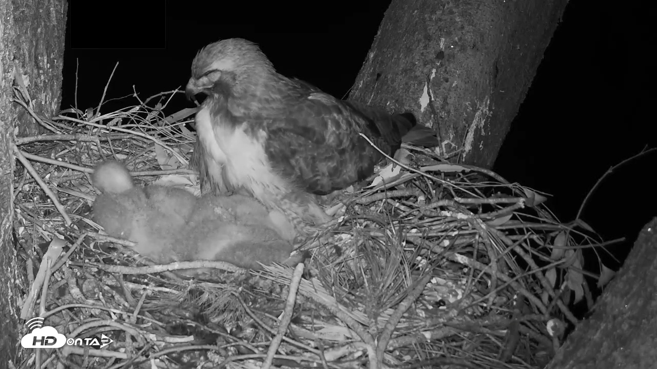 Snapshot of Red-Tailed Hawk Live Webcam taken Apr 5, 2026, 12:31am PDT