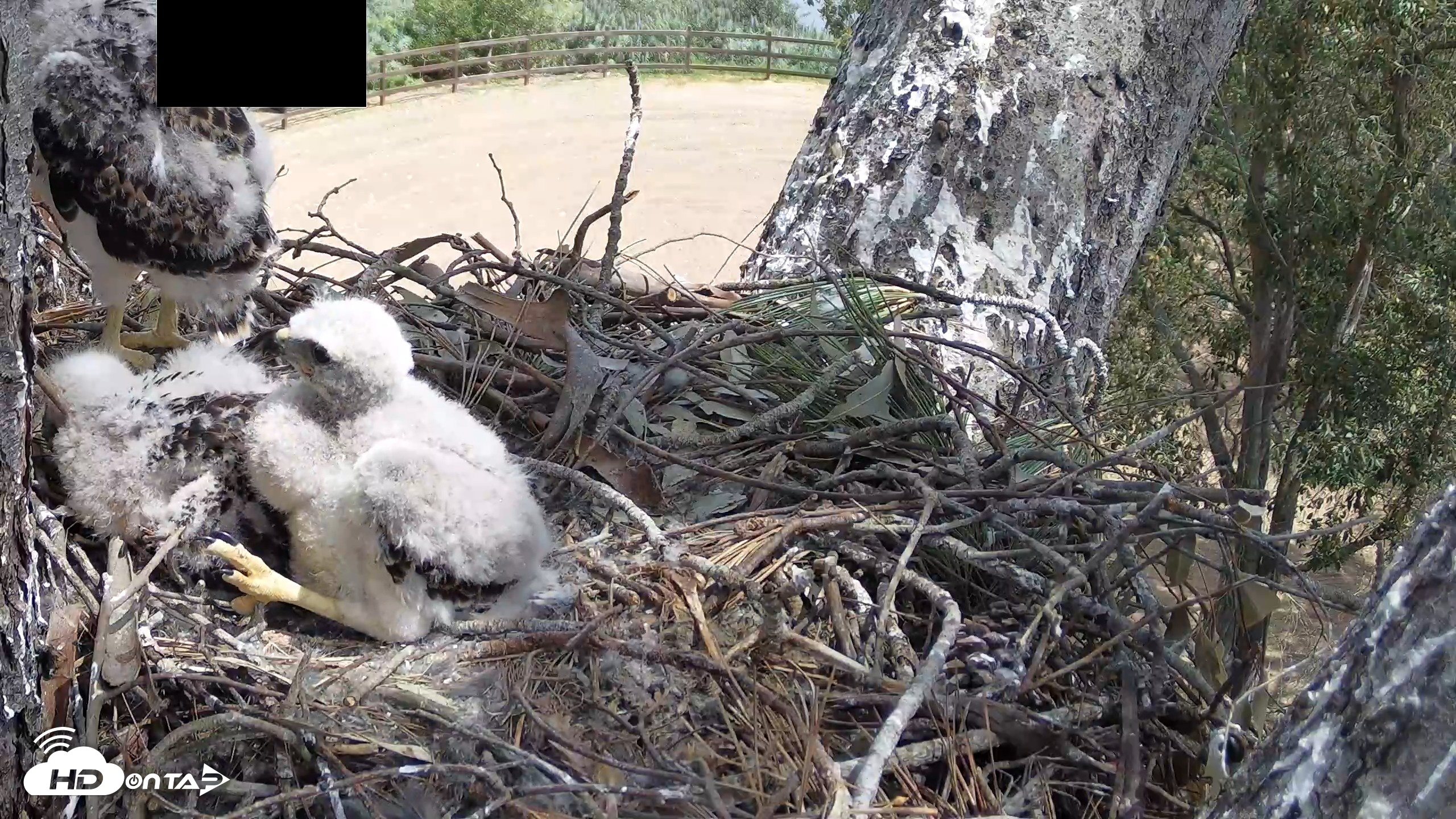 Snapshot of Red-Tailed Hawk Live Webcam taken Apr 16, 2026, 12:28pm PDT