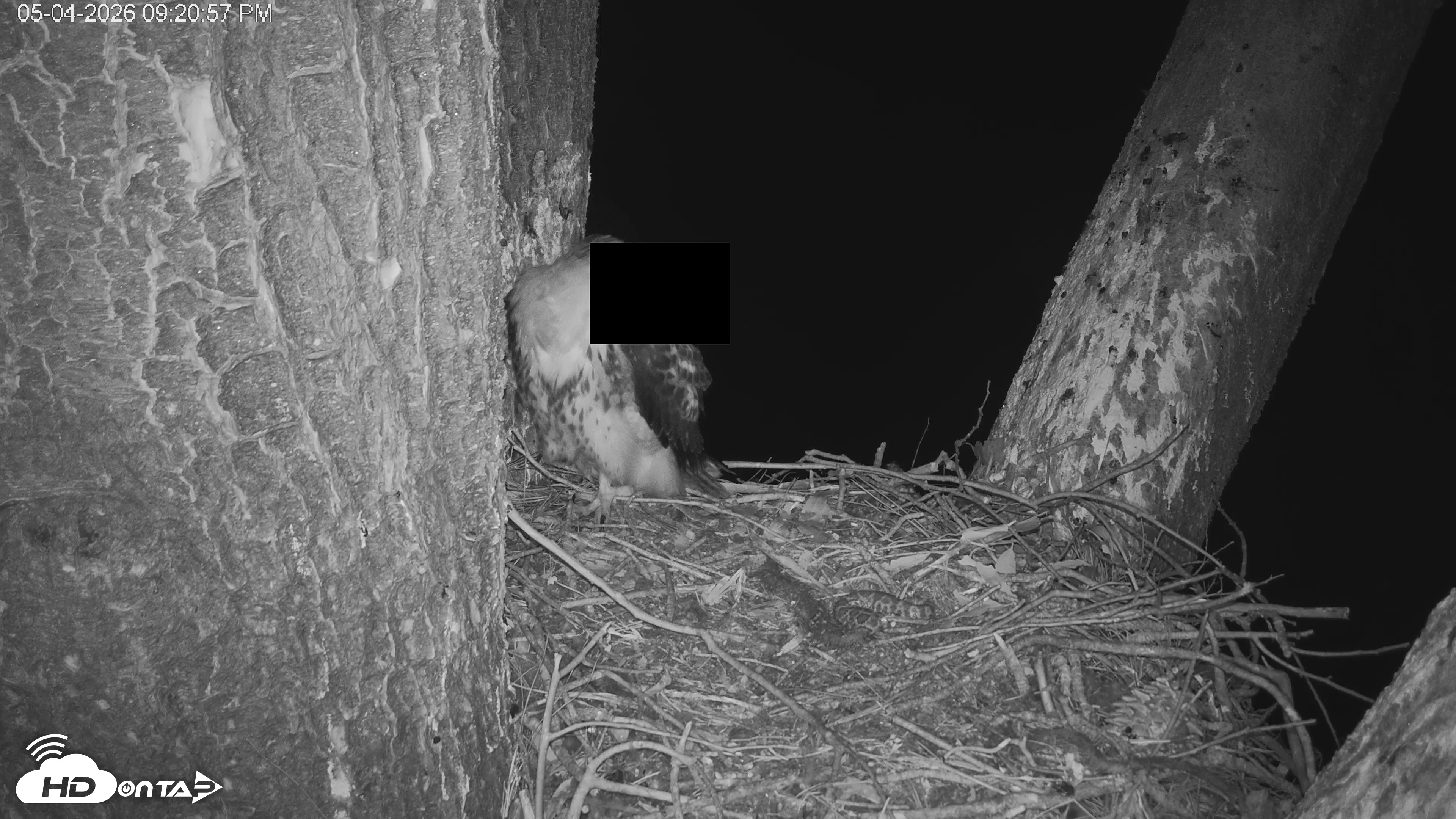 Snapshot of Red-Tailed Hawk Live Webcam taken May 4, 2026, 10:24pm PDT