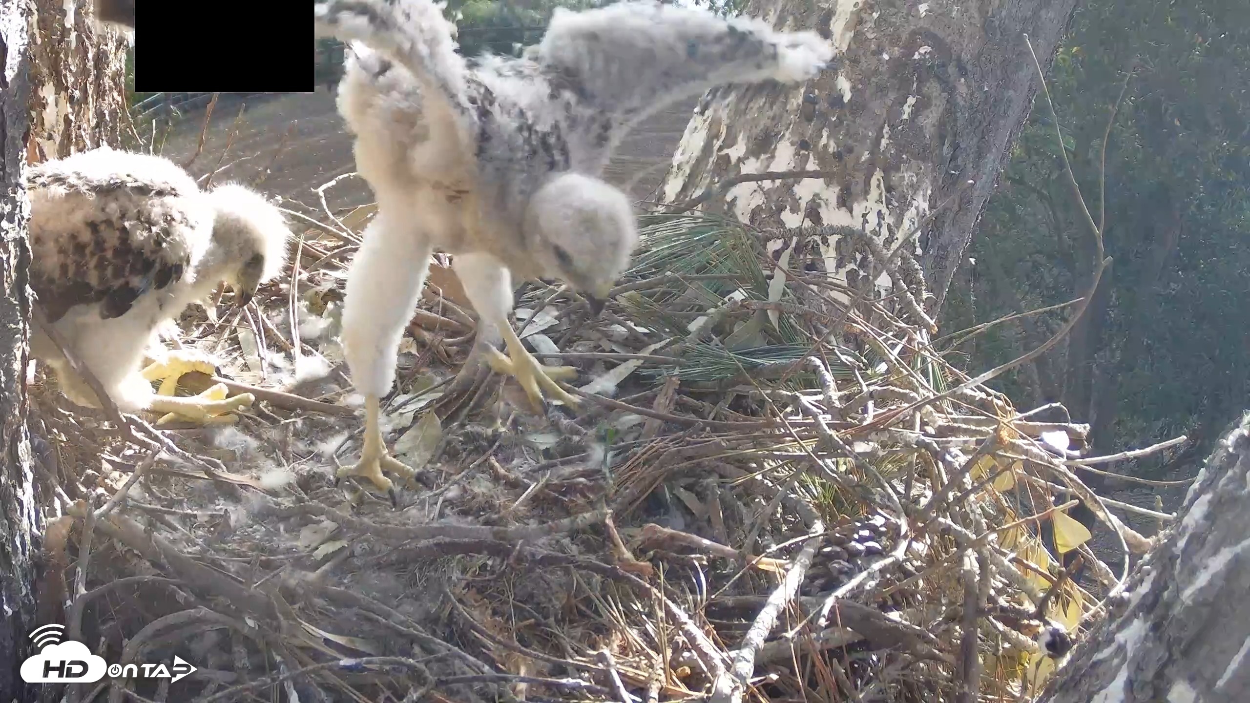 Snapshot of Red-Tailed Hawk Live Webcam taken Apr 15, 2026, 7:52am PDT