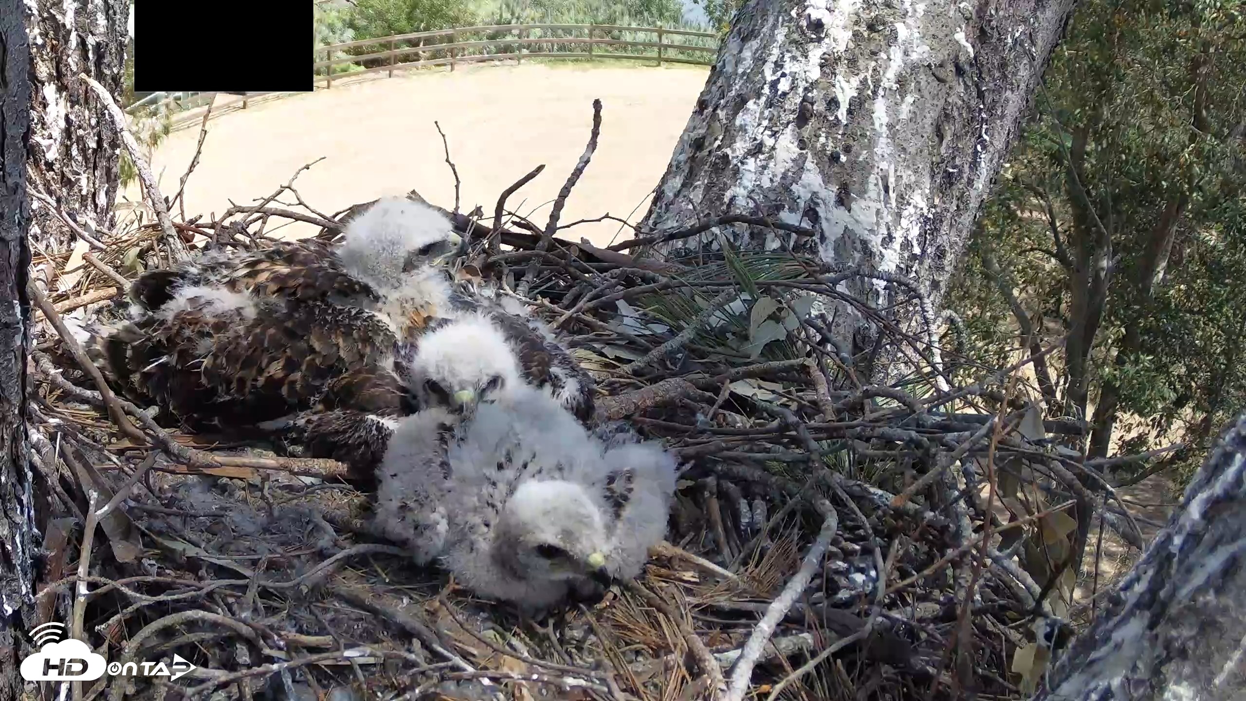 Snapshot of Red-Tailed Hawk Live Webcam taken Apr 19, 2026, 12:35pm PDT