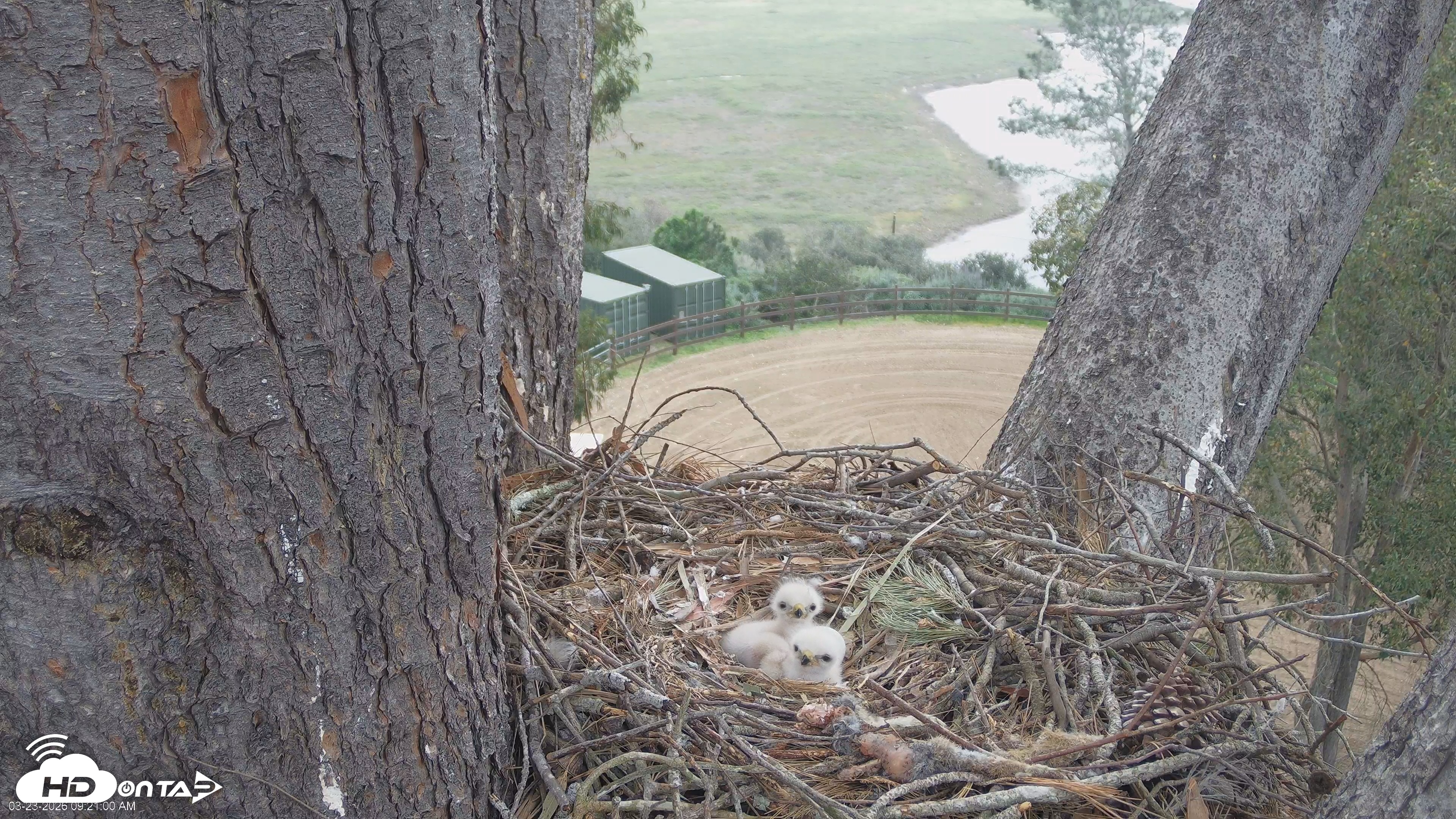 Snapshot of Red-Tailed Hawk Live Webcam taken Mar 23, 2026, 10:21am PDT