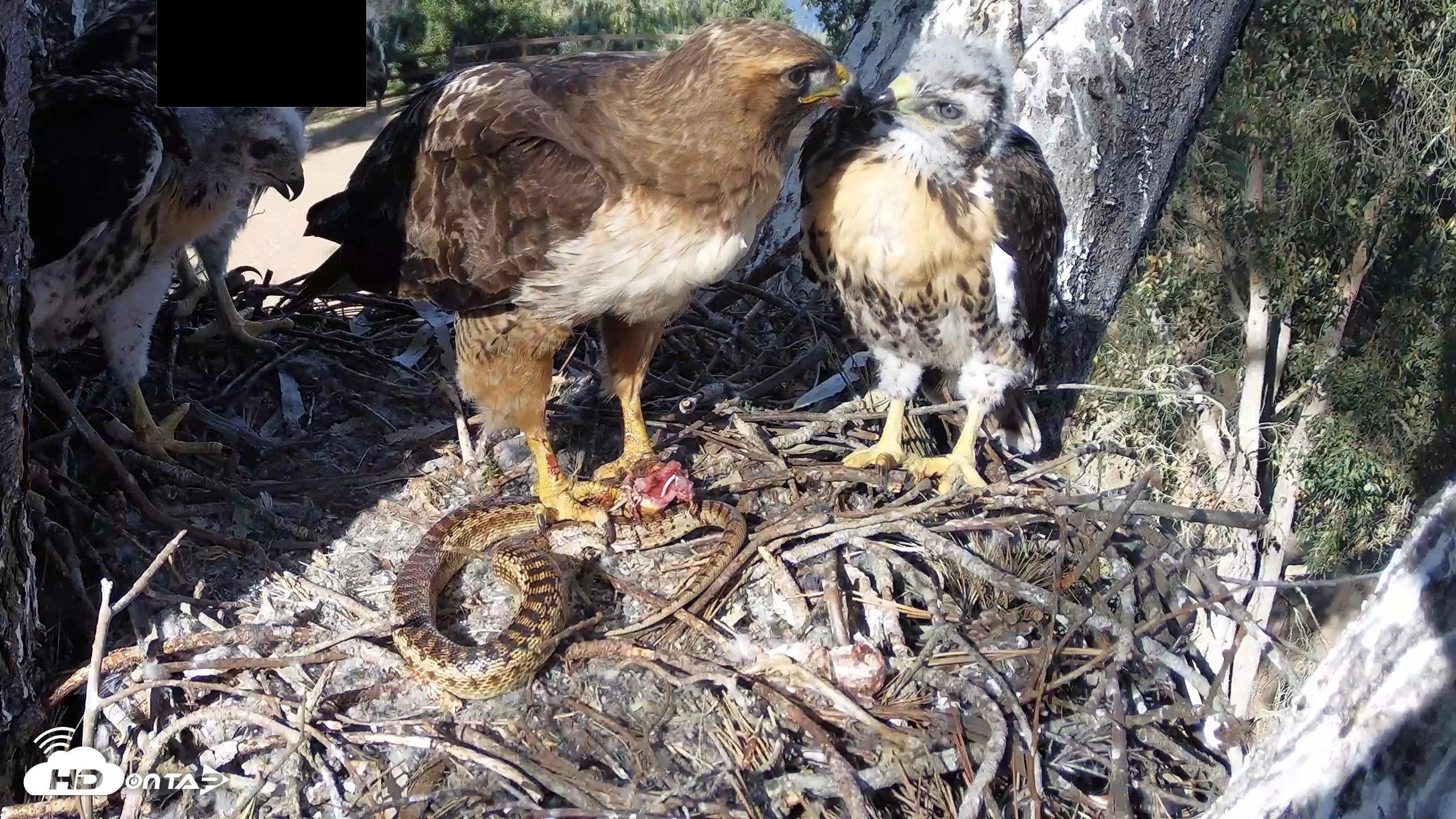 Snapshot of Red-Tailed Hawk Live Webcam taken Apr 26, 2026, 4:52pm PDT