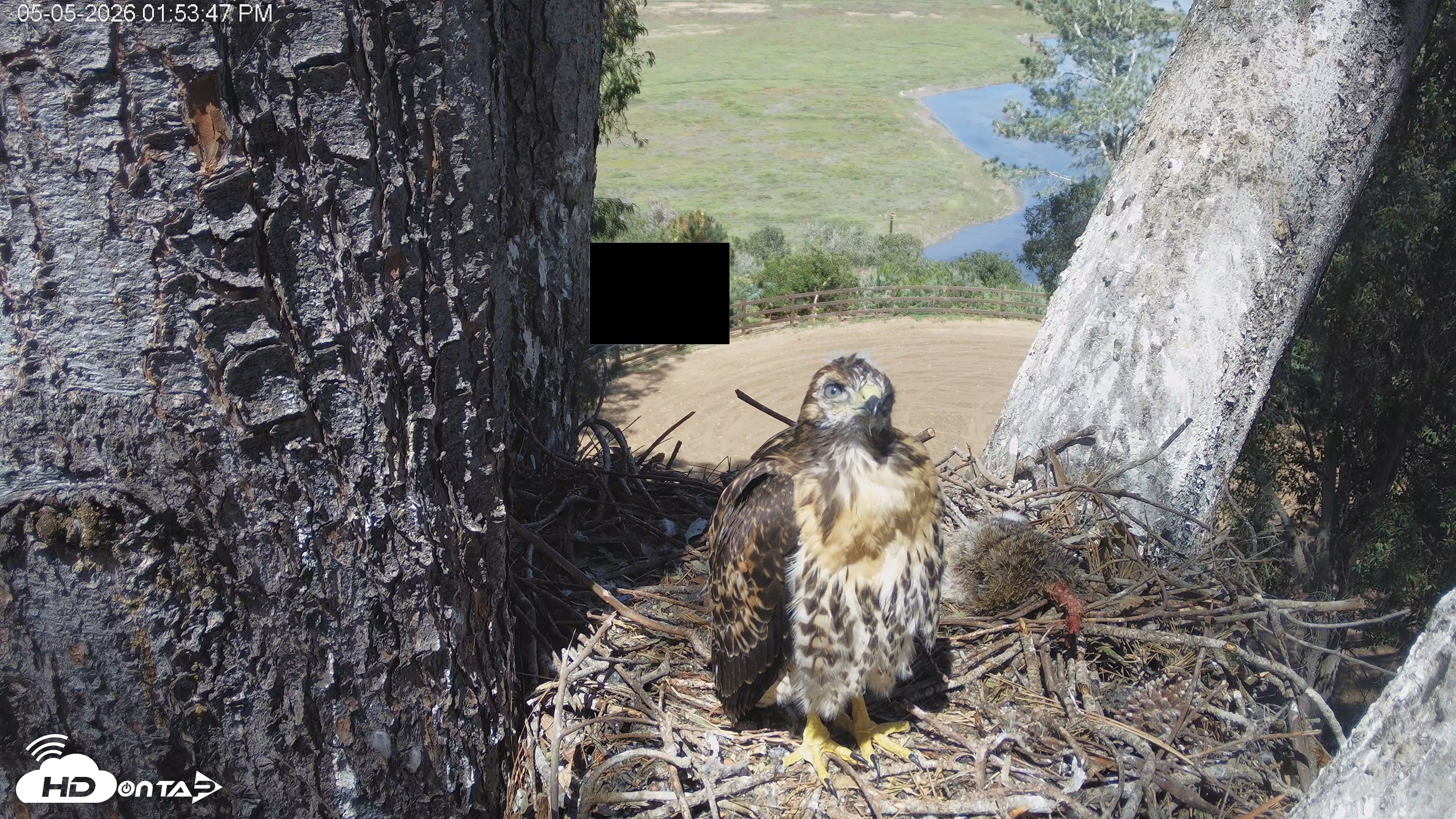 Snapshot of Red-Tailed Hawk Live Webcam taken May 5, 2026, 2:54pm PDT