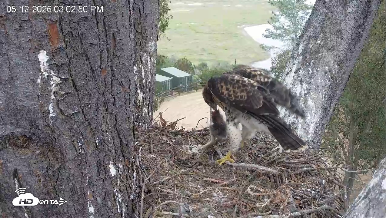 Snapshot of Red-Tailed Hawk Live Webcam taken May 12, 2026, 4:06pm PDT