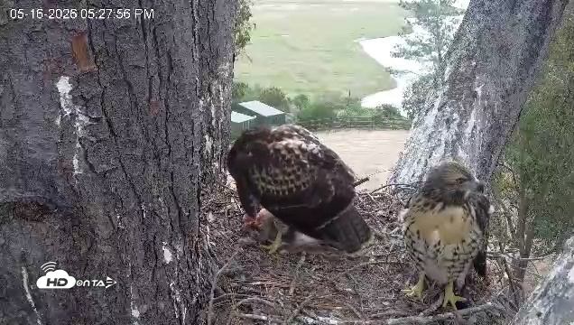 Snapshot of Red-Tailed Hawk Live Webcam taken May 16, 2026, 6:29pm PDT