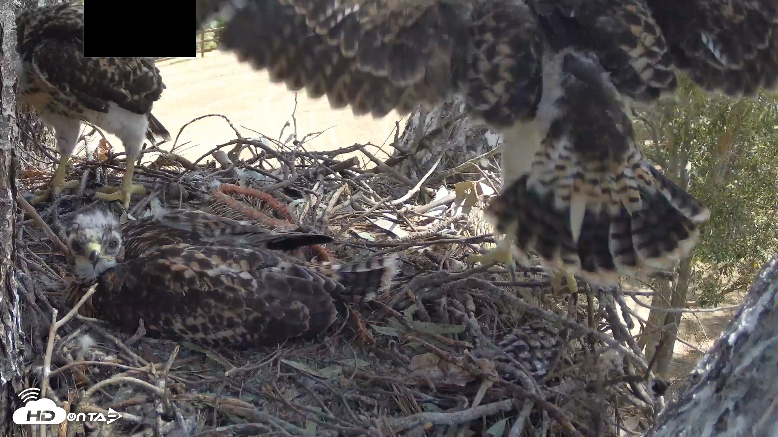 Snapshot of Red-Tailed Hawk Live Webcam taken Apr 28, 2026, 10:36am PDT