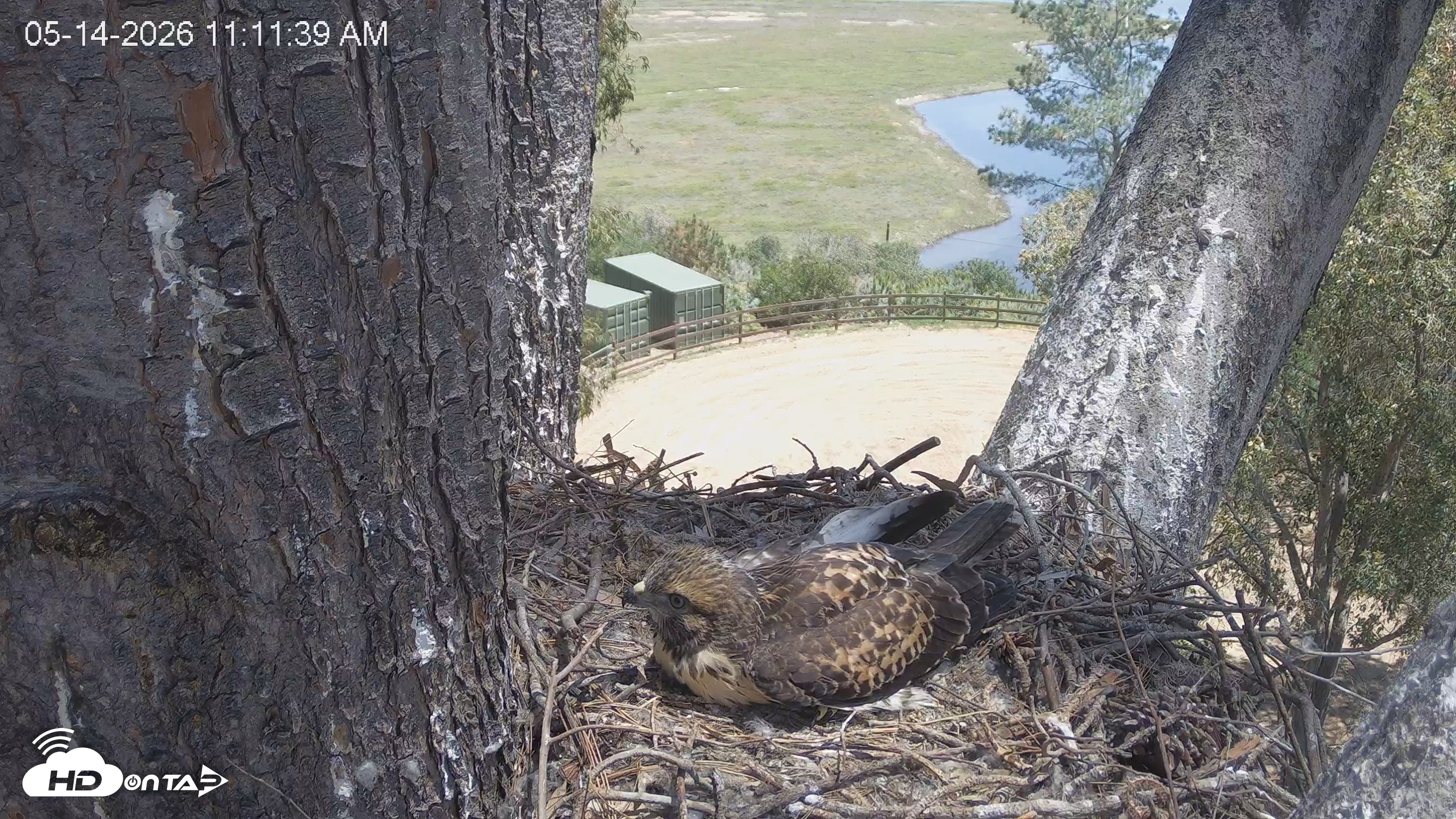 Snapshot of Red-Tailed Hawk Live Webcam taken May 14, 2026, 12:14pm PDT