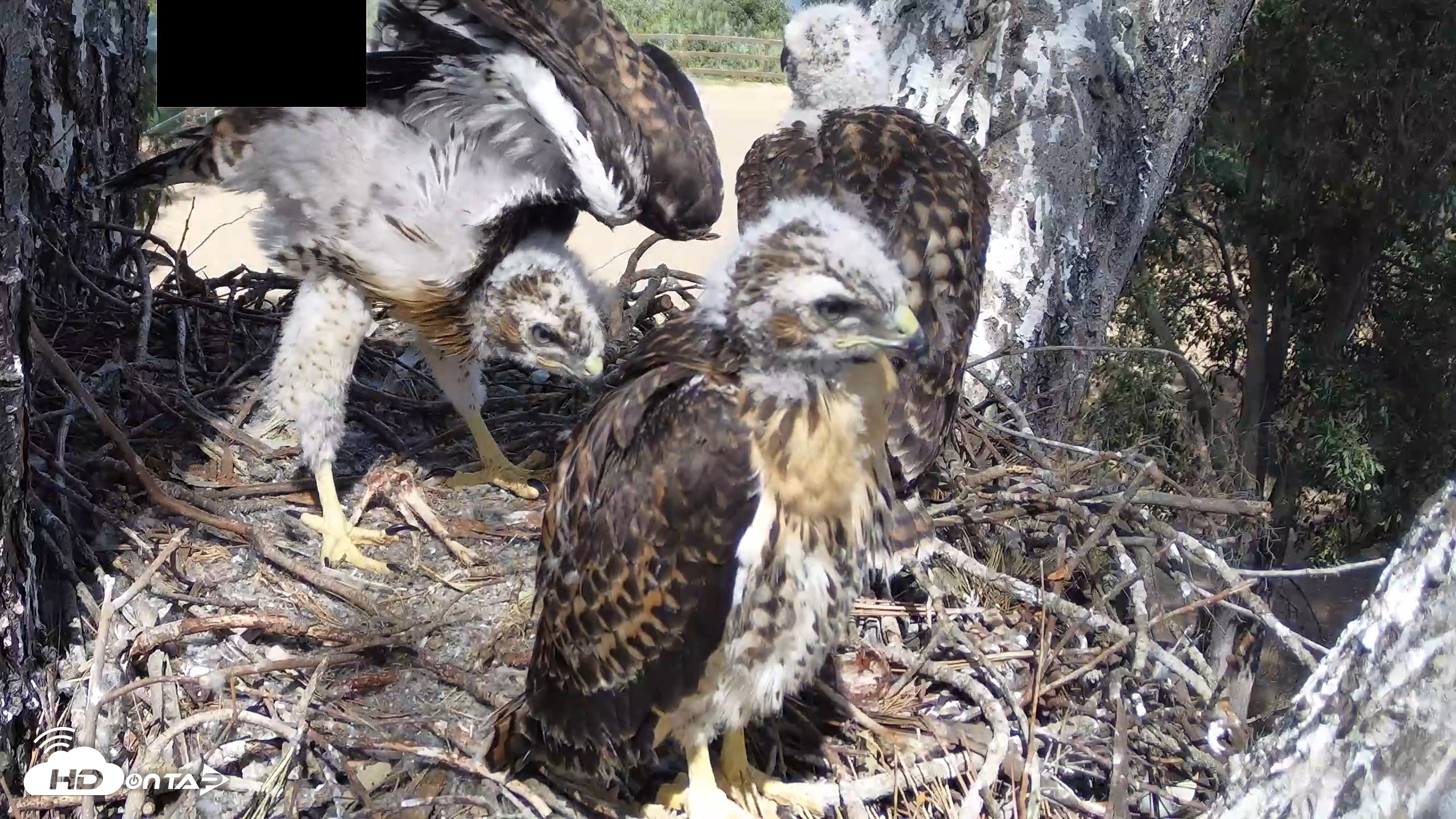 Snapshot of Red-Tailed Hawk Live Webcam taken Apr 26, 2026, 2:44pm PDT
