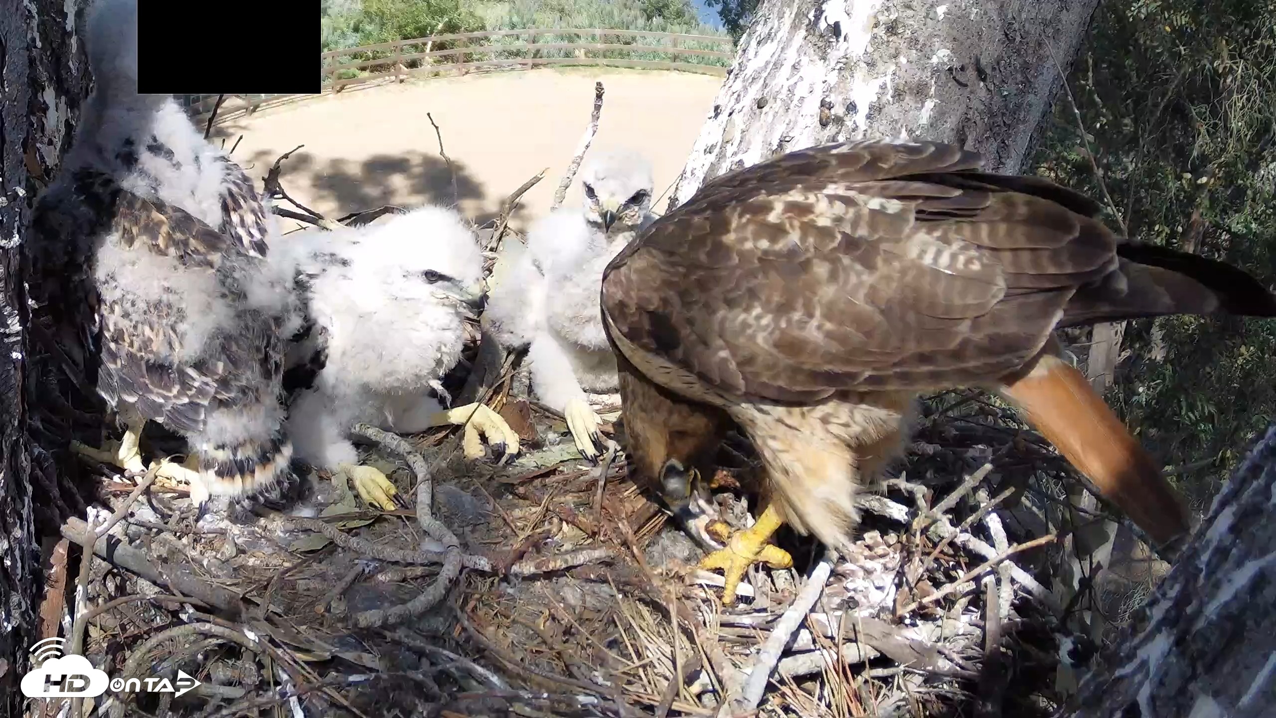 Snapshot of Red-Tailed Hawk Live Webcam taken Apr 15, 2026, 3:26pm PDT