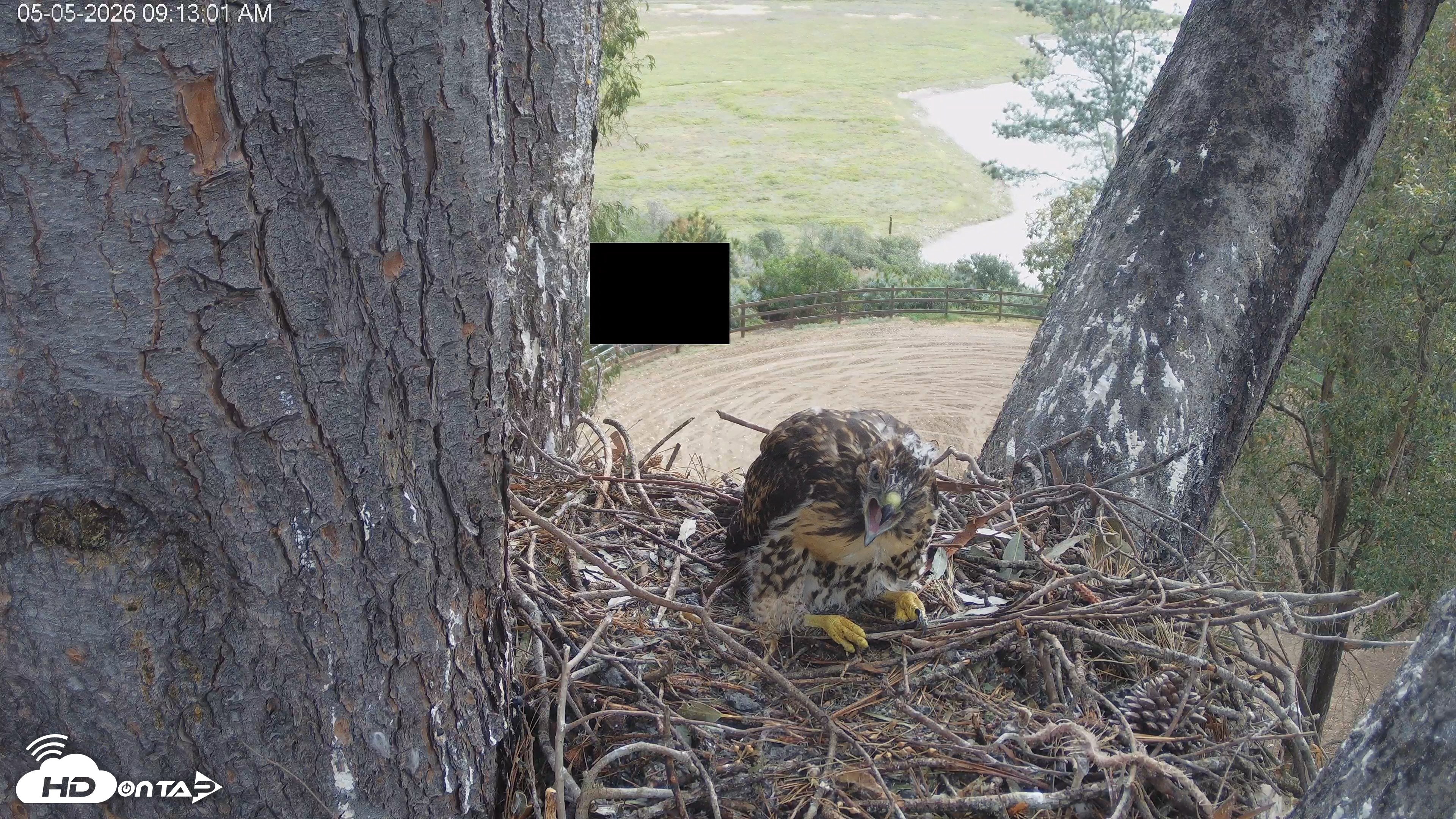 Snapshot of Red-Tailed Hawk Live Webcam taken May 5, 2026, 10:13am PDT