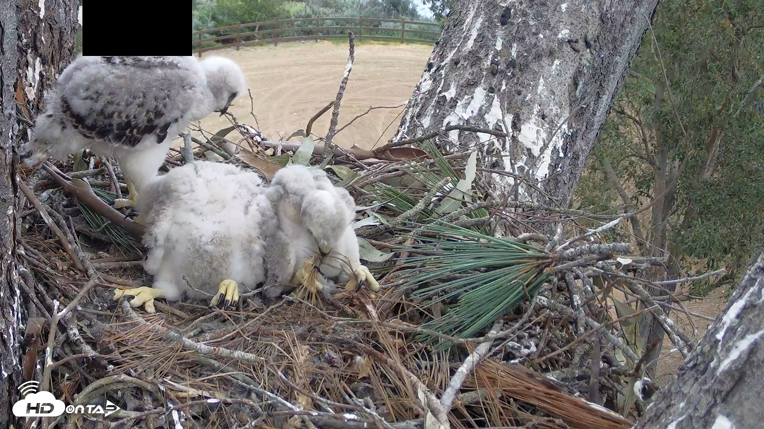 Snapshot of Red-Tailed Hawk Live Webcam taken Apr 12, 2026, 2:29pm PDT