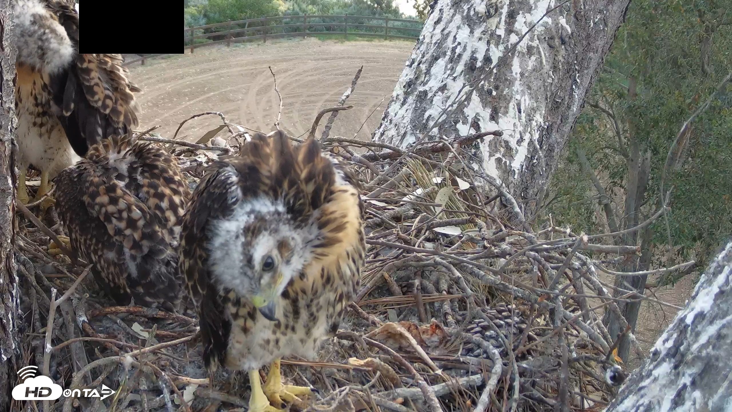 Snapshot of Red-Tailed Hawk Live Webcam taken Apr 26, 2026, 6:25am PDT