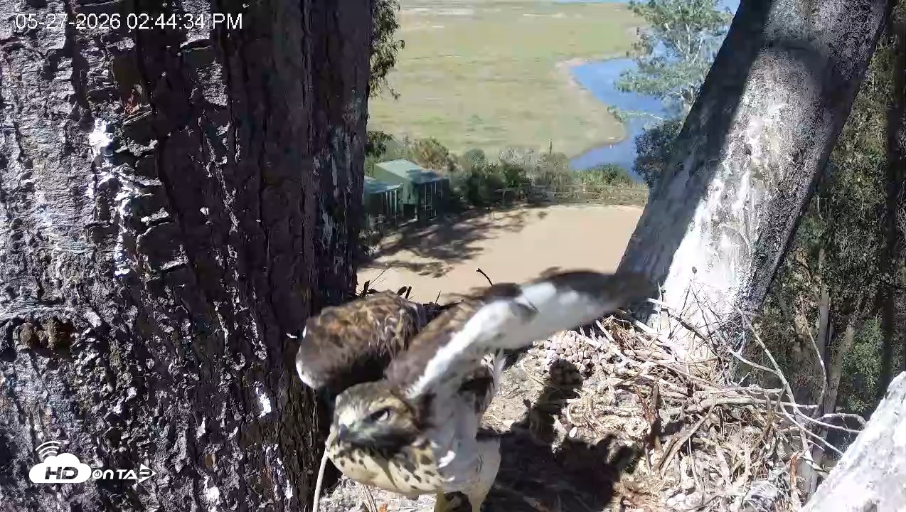 Snapshot of Red-Tailed Hawk Live Webcam taken May 27, 2026, 3:45pm PDT