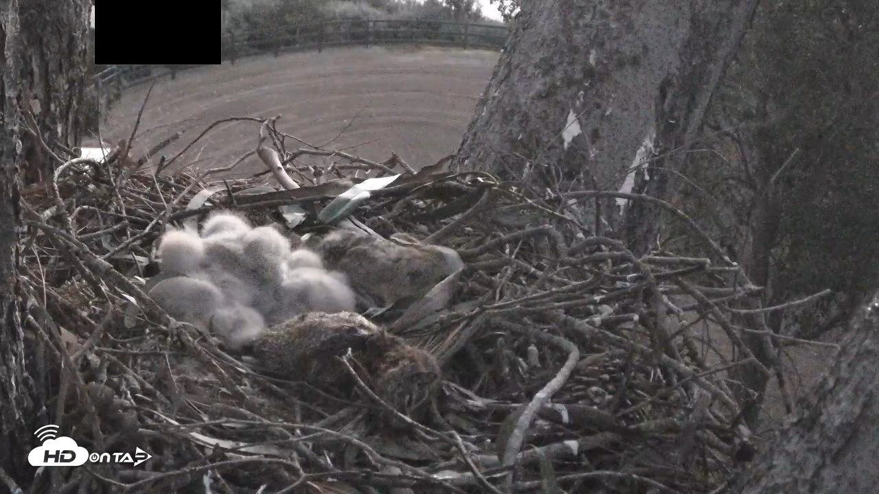 Snapshot of Red-Tailed Hawk Live Webcam taken Apr 2, 2026, 6:15am PDT