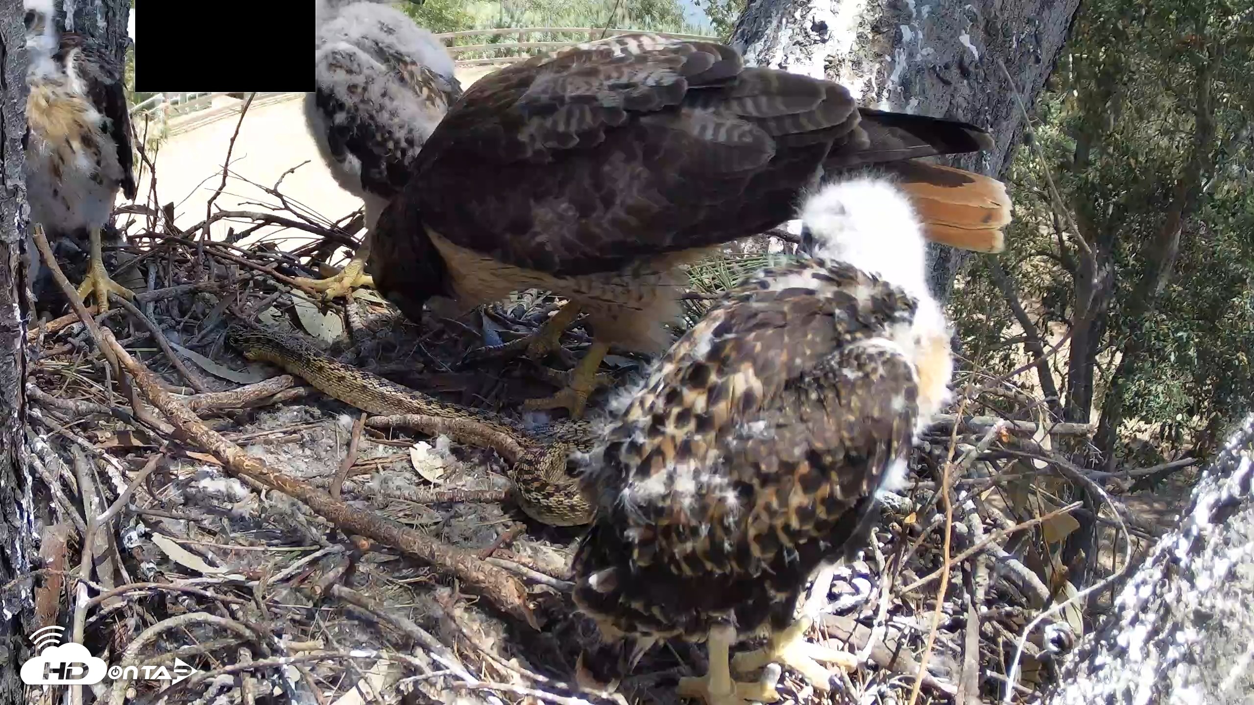 Snapshot of Red-Tailed Hawk Live Webcam taken Apr 20, 2026, 1:00pm PDT
