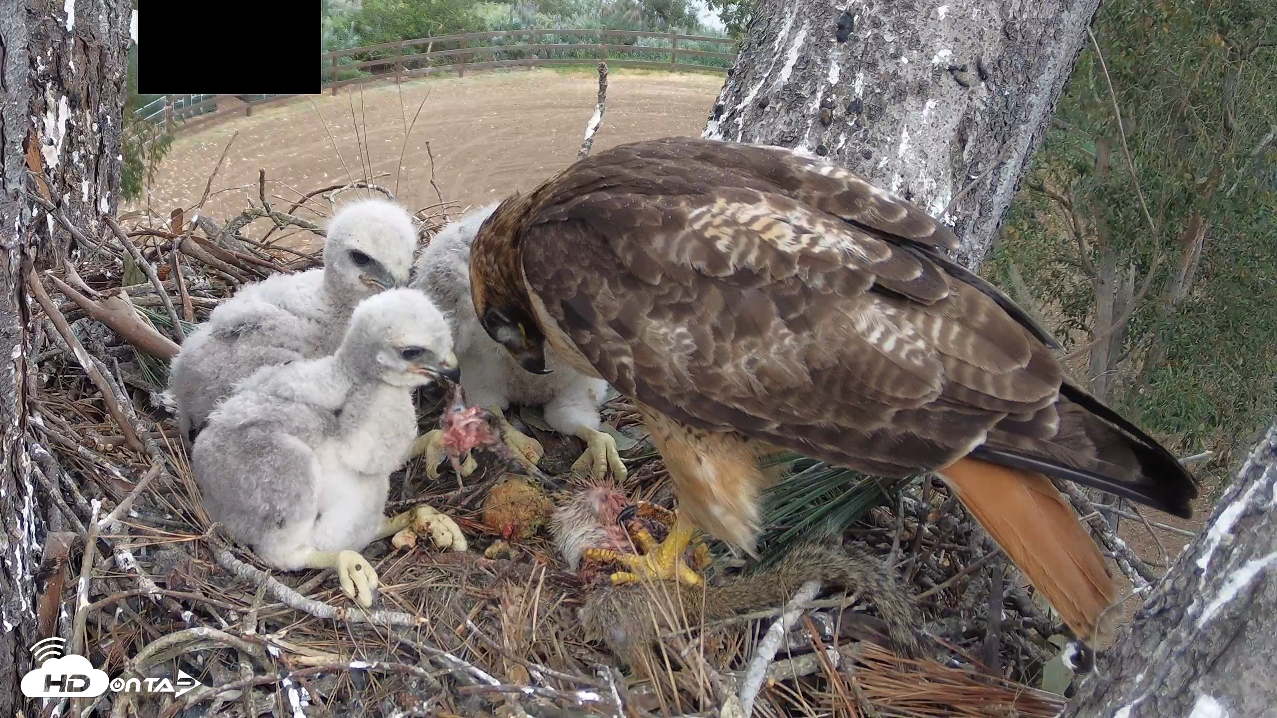Snapshot of Red-Tailed Hawk Live Webcam taken Apr 12, 2026, 3:43pm PDT