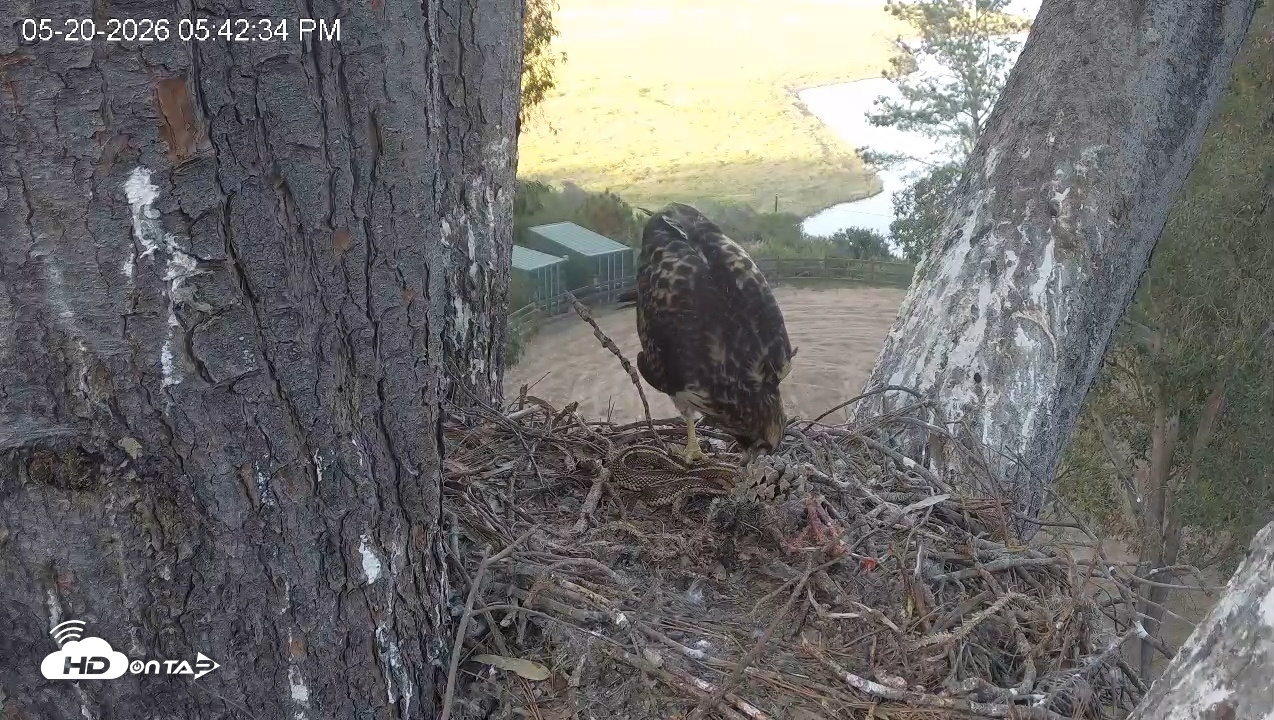 Snapshot of Red-Tailed Hawk Live Webcam taken May 20, 2026, 6:43pm PDT