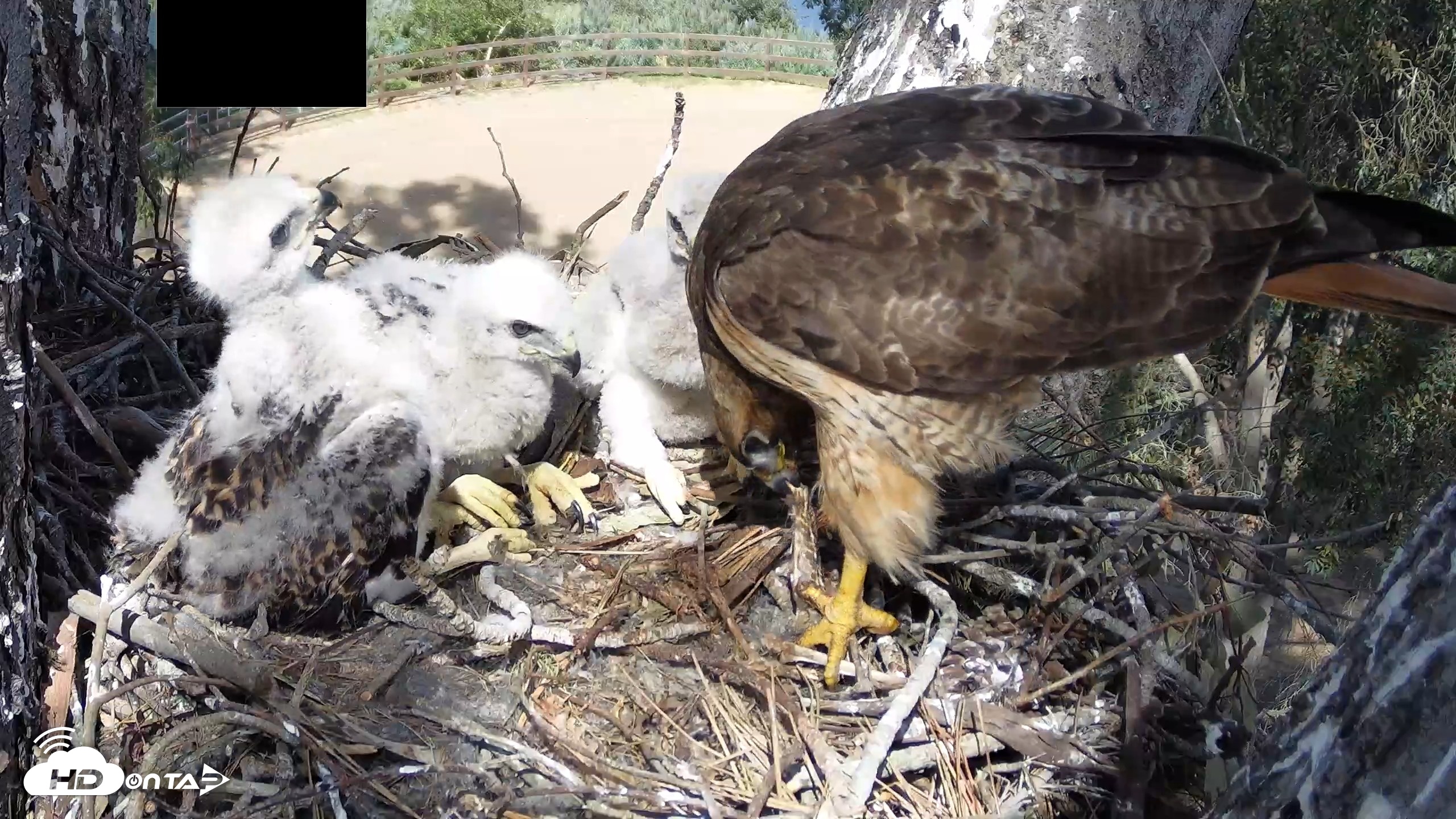 Snapshot of Red-Tailed Hawk Live Webcam taken Apr 15, 2026, 3:24pm PDT