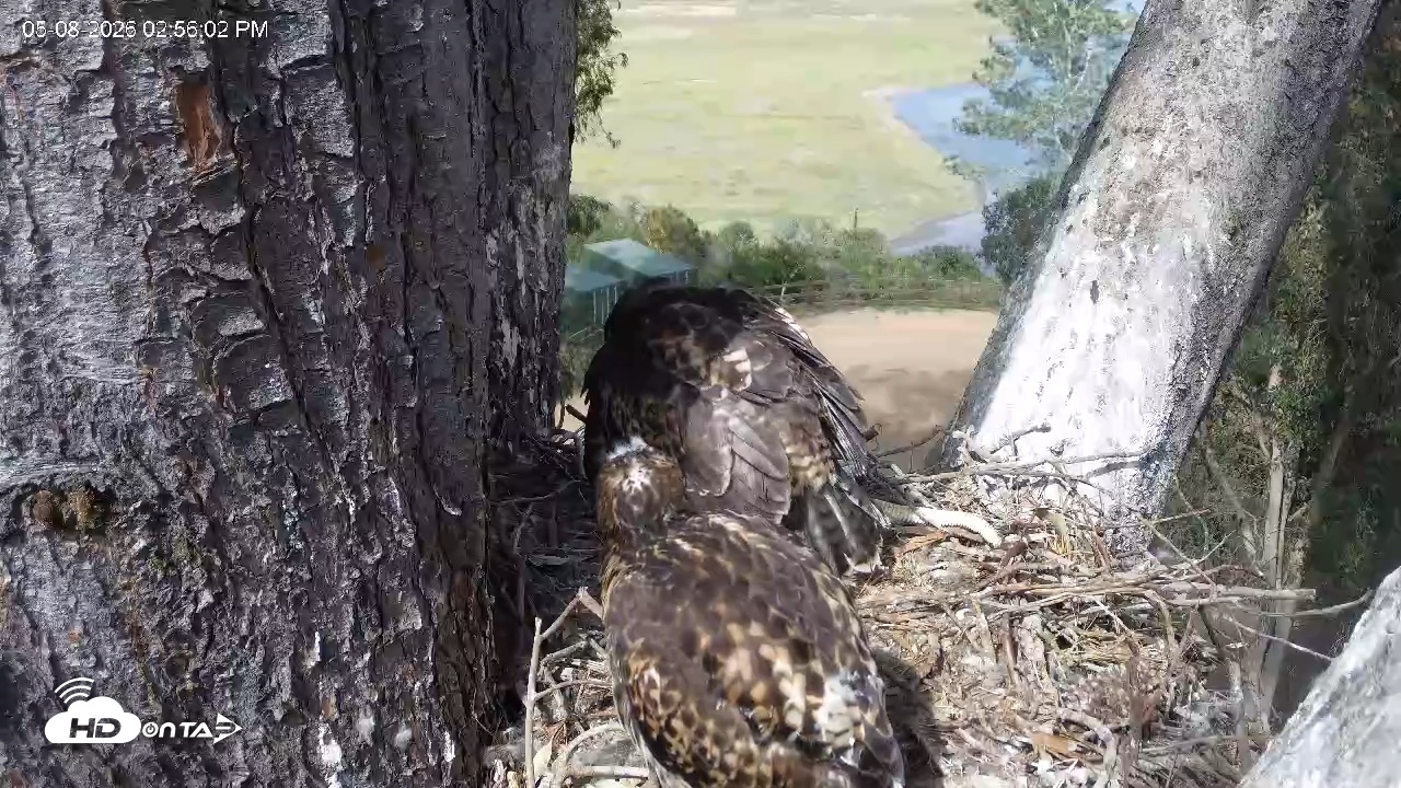 Snapshot of Red-Tailed Hawk Live Webcam taken May 8, 2026, 3:58pm PDT