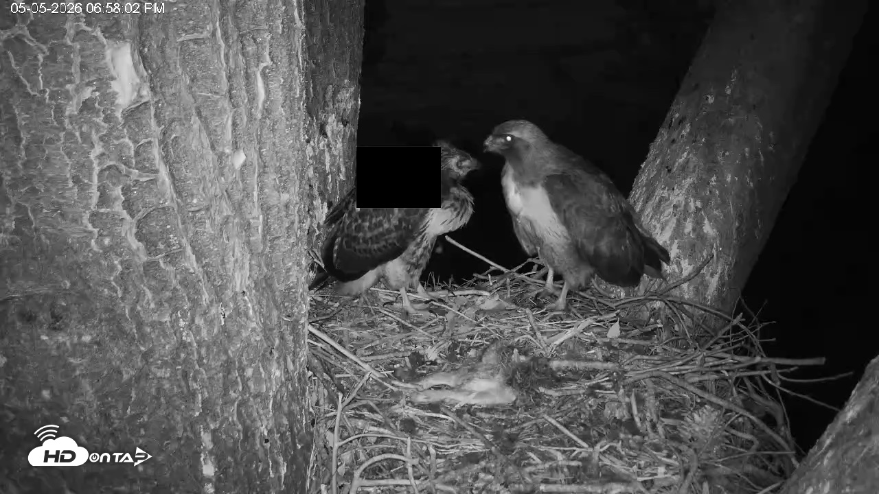 Snapshot of Red-Tailed Hawk Live Webcam taken May 5, 2026, 8:01pm PDT