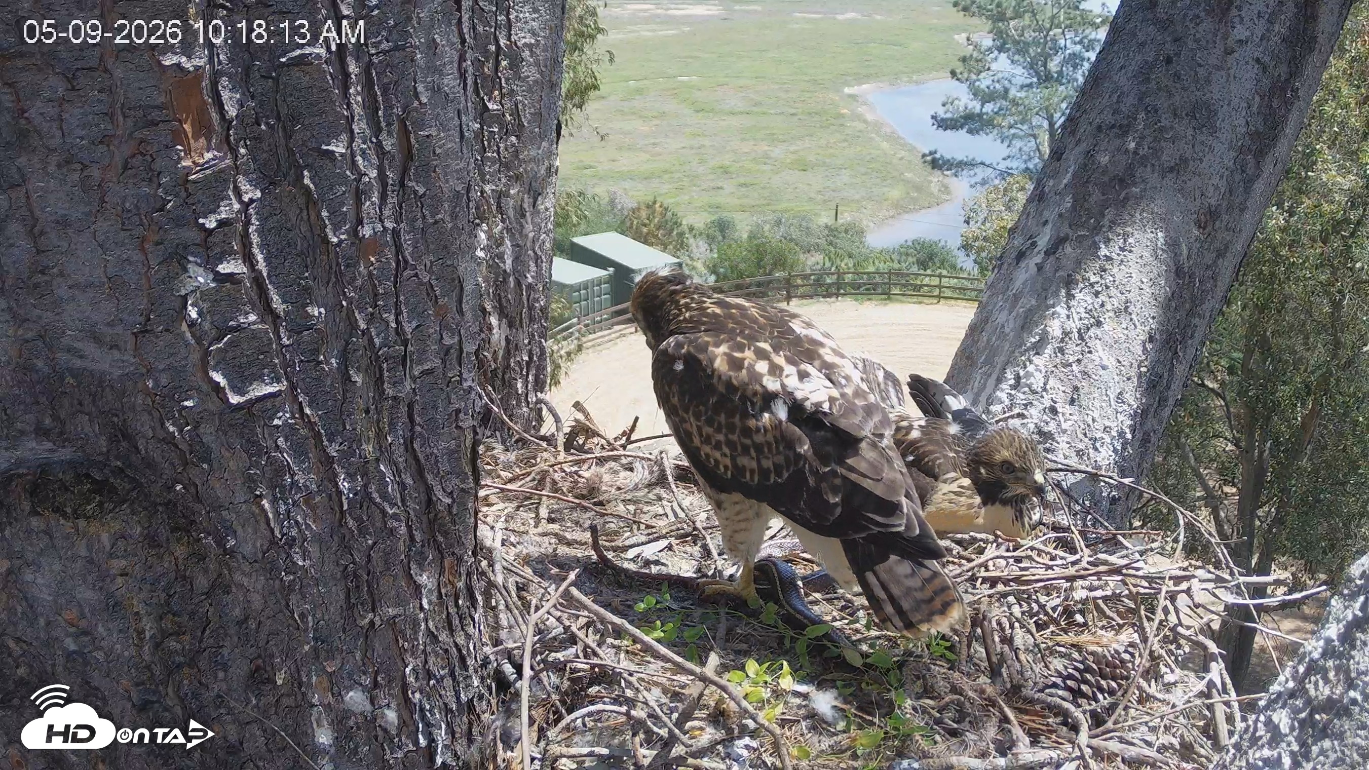 Snapshot of Red-Tailed Hawk Live Webcam taken May 9, 2026, 11:22am PDT