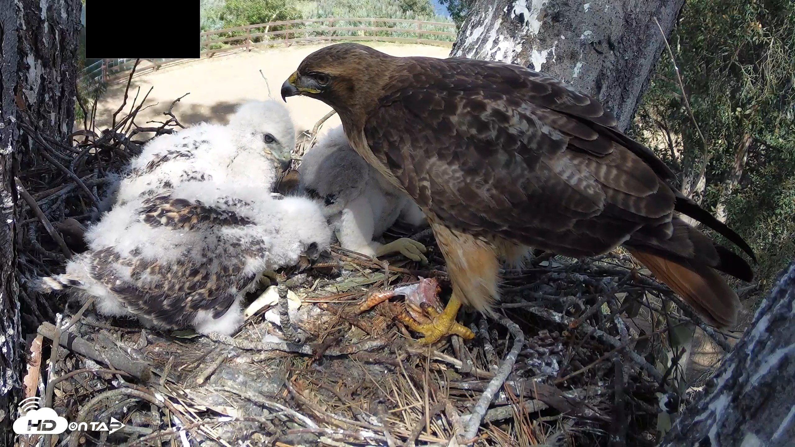 Snapshot of Red-Tailed Hawk Live Webcam taken Apr 15, 2026, 3:22pm PDT