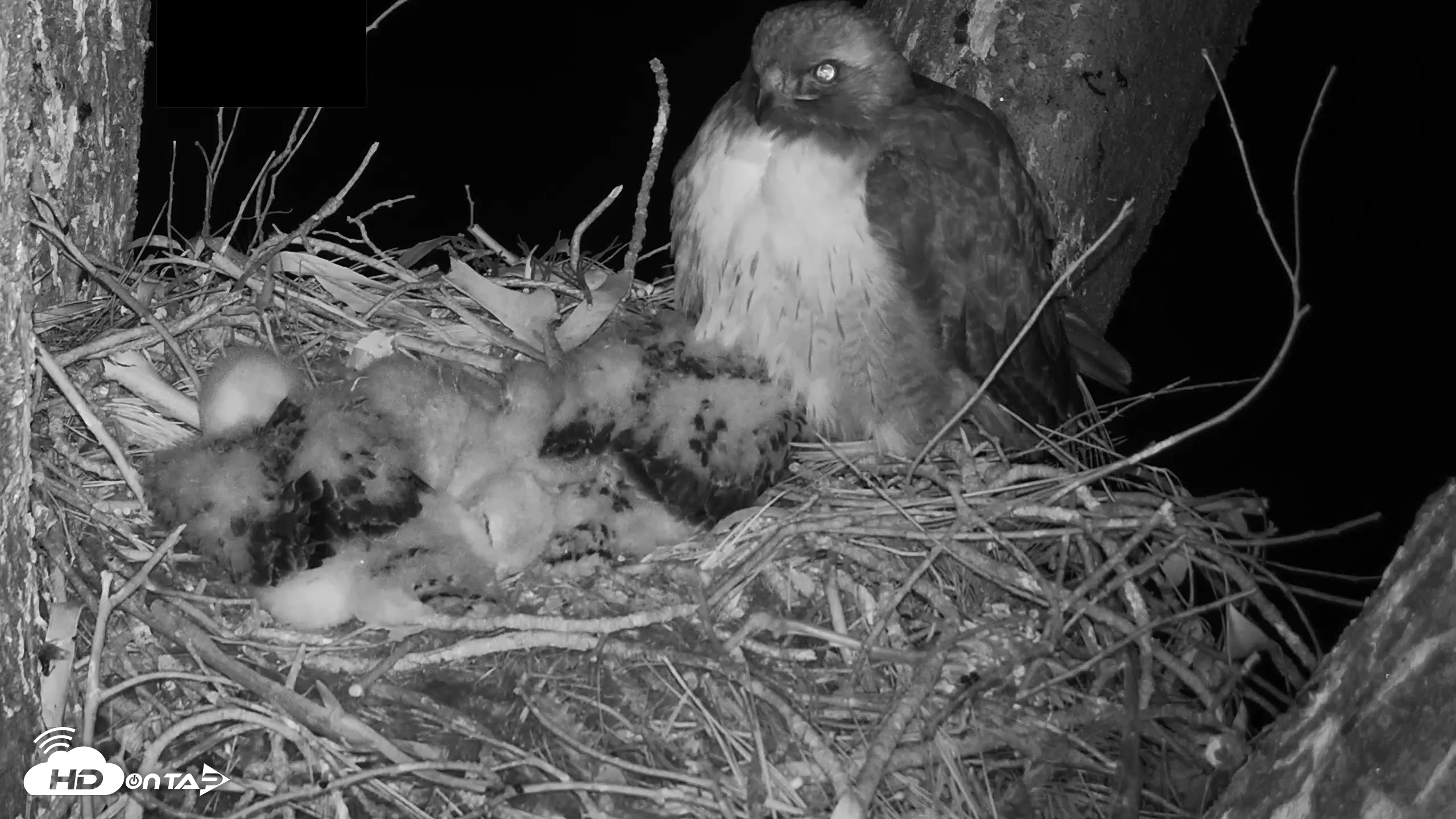 Snapshot of Red-Tailed Hawk Live Webcam taken Apr 15, 2026, 4:53am PDT