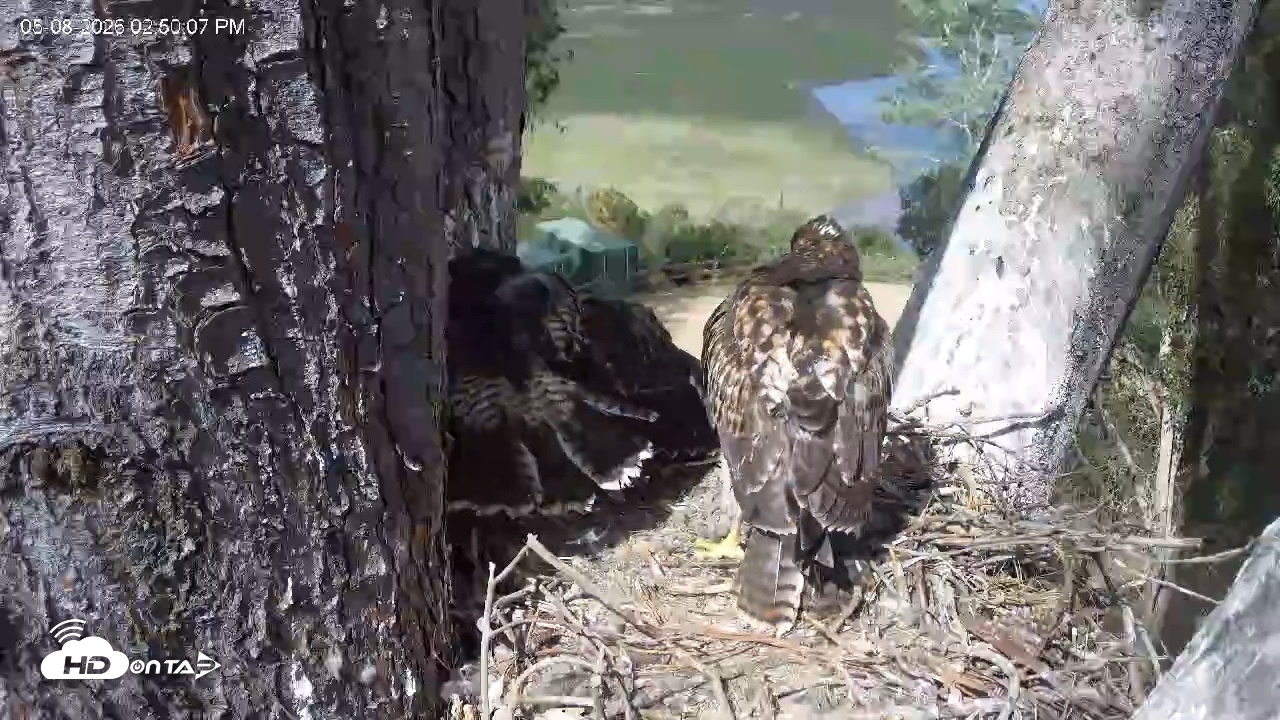 Snapshot of Red-Tailed Hawk Live Webcam taken May 8, 2026, 3:53pm PDT