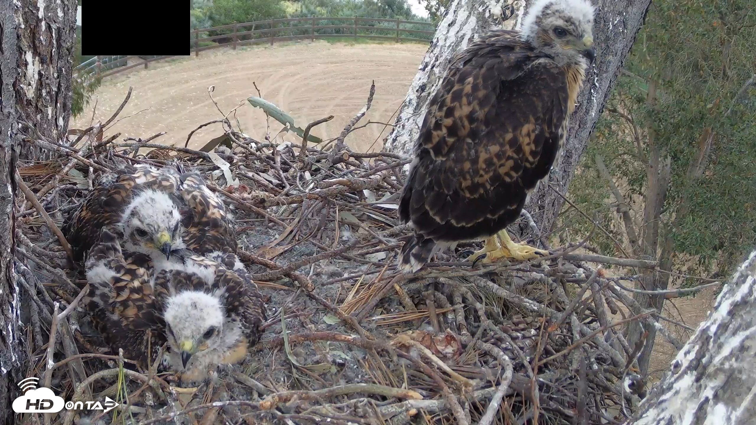 Snapshot of Red-Tailed Hawk Live Webcam taken Apr 24, 2026, 5:57pm PDT
