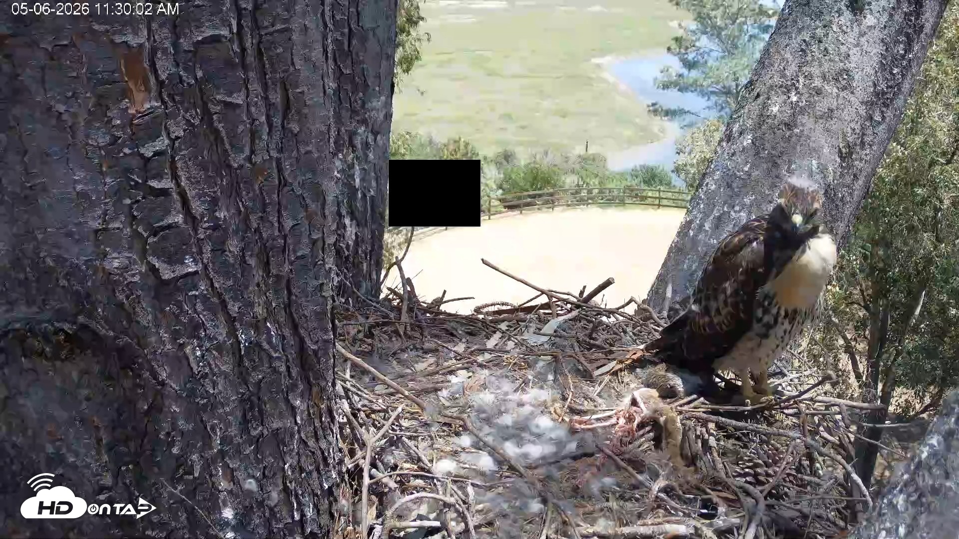 Snapshot of Red-Tailed Hawk Live Webcam taken May 6, 2026, 12:33pm PDT