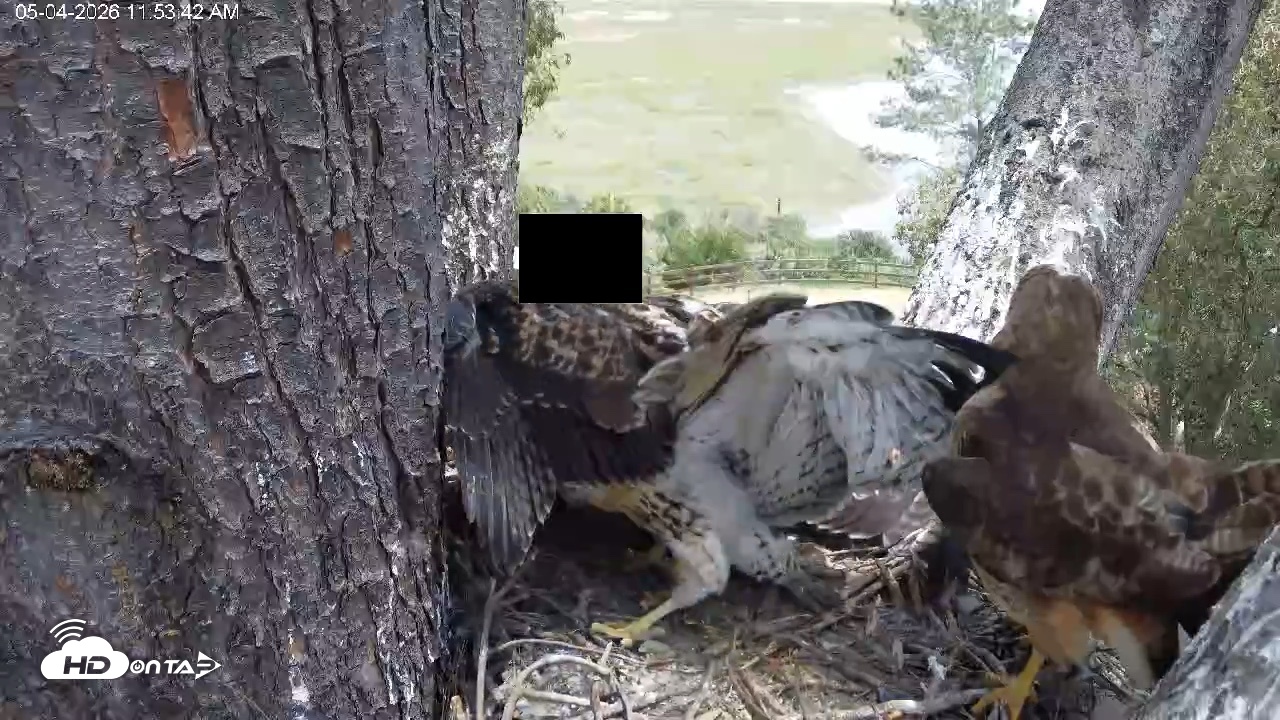 Snapshot of Red-Tailed Hawk Live Webcam taken May 4, 2026, 12:54pm PDT
