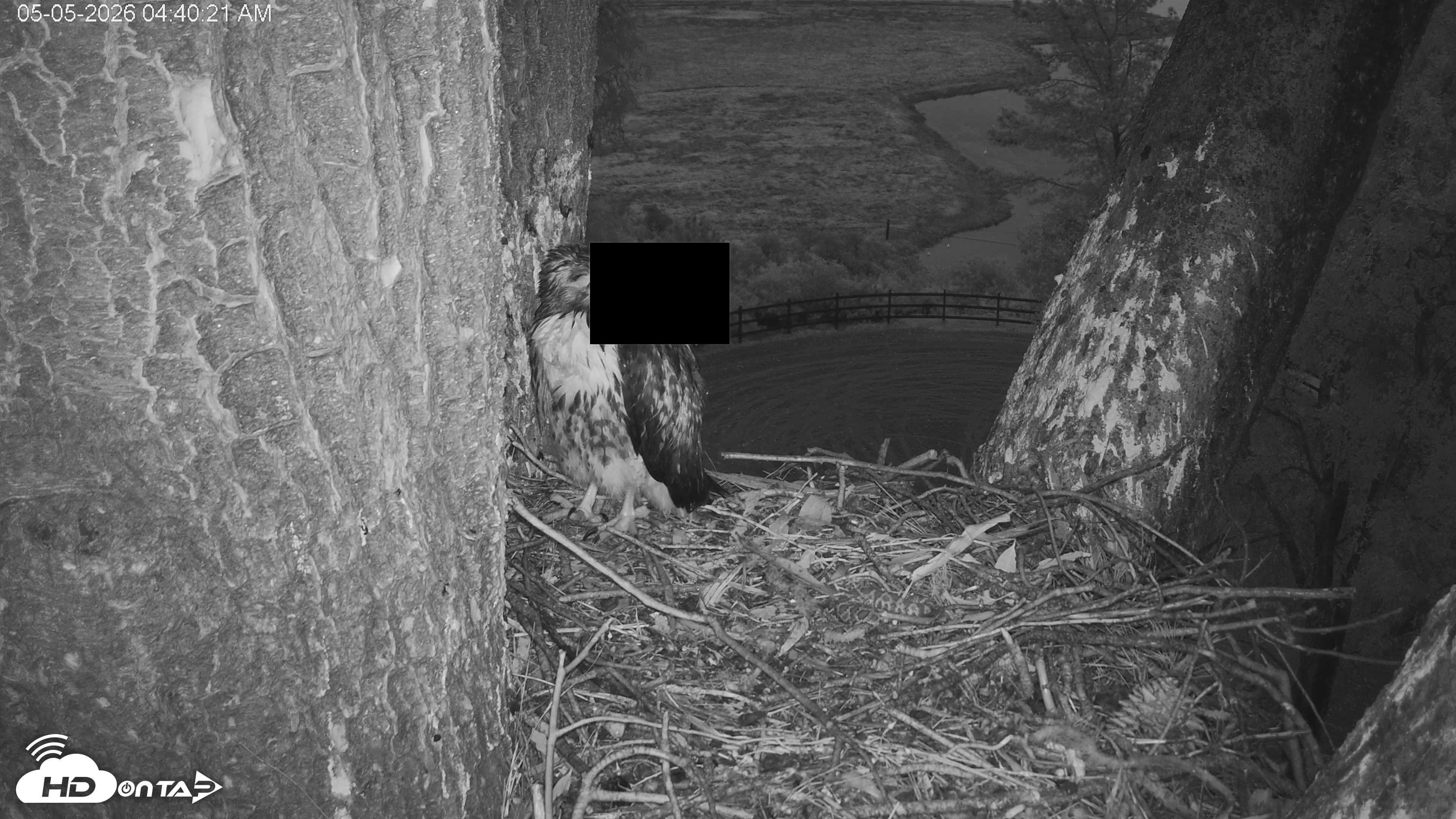 Snapshot of Red-Tailed Hawk Live Webcam taken May 5, 2026, 5:43am PDT