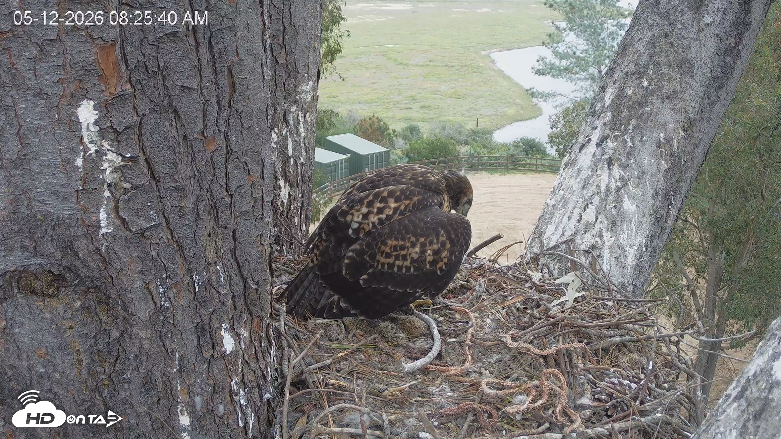 Snapshot of Red-Tailed Hawk Live Webcam taken May 12, 2026, 9:29am PDT