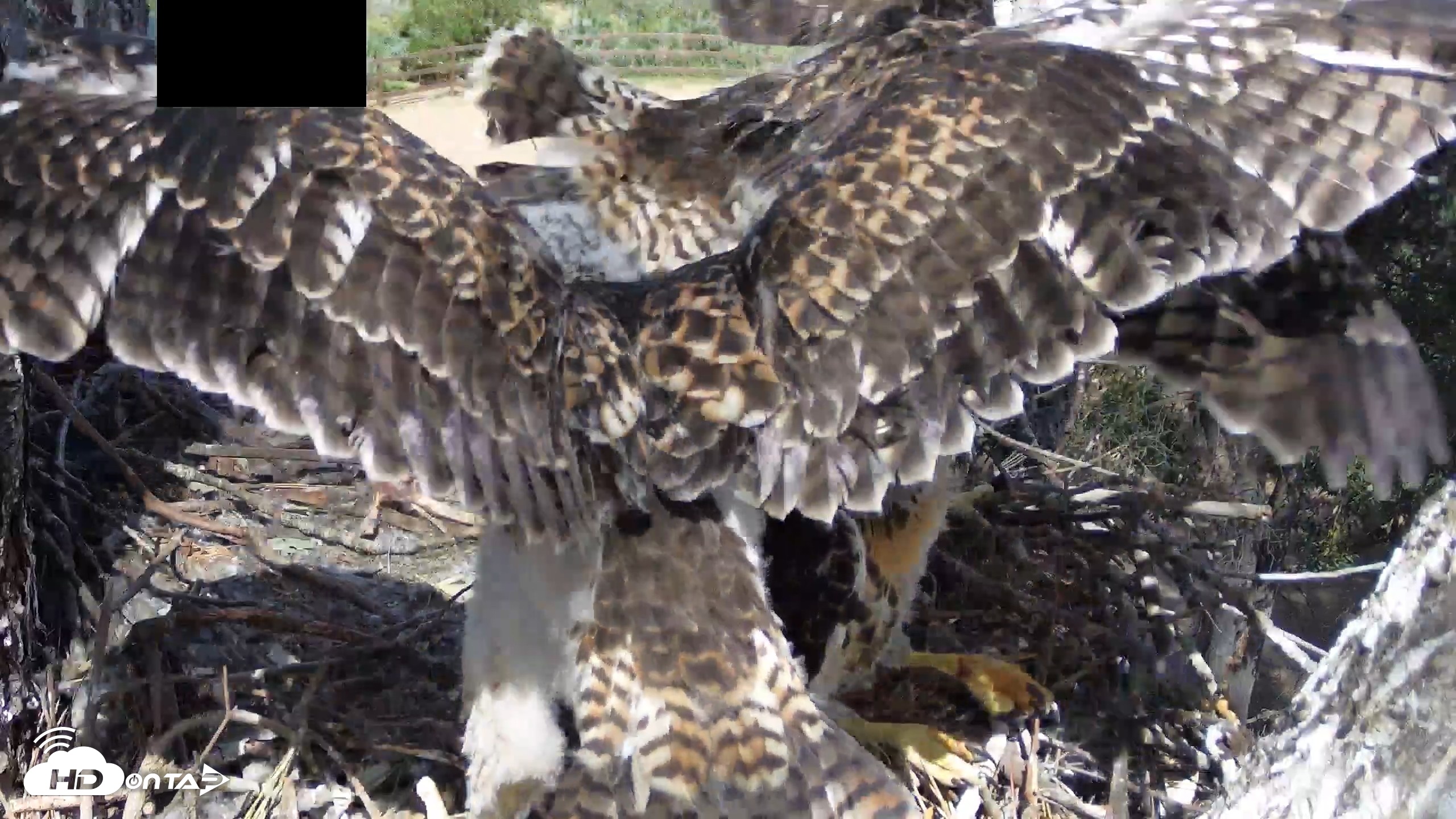 Snapshot of Red-Tailed Hawk Live Webcam taken Apr 26, 2026, 2:49pm PDT