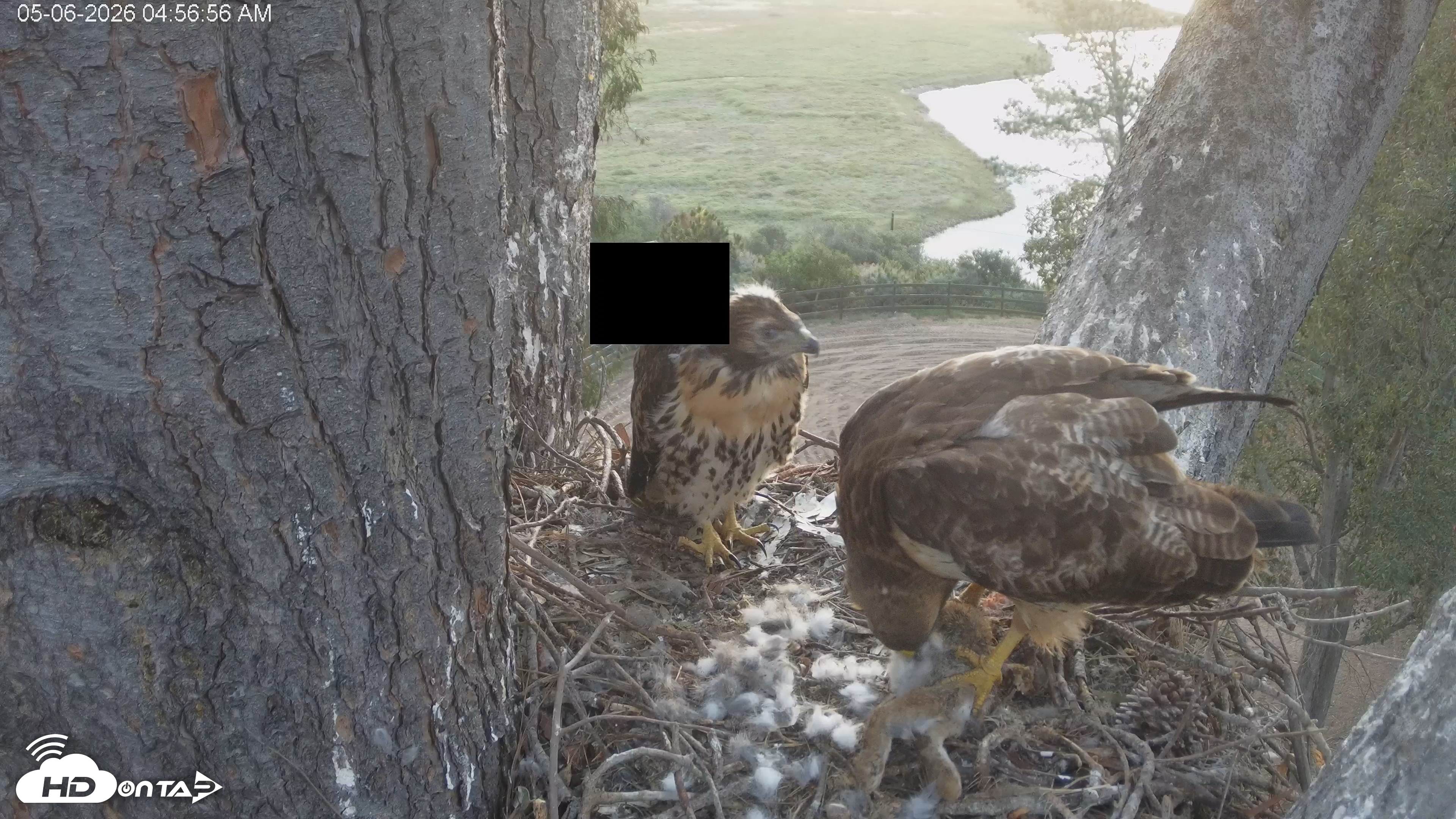 Snapshot of Red-Tailed Hawk Live Webcam taken May 6, 2026, 5:57am PDT