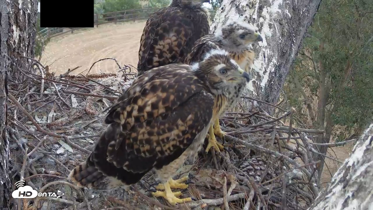 Snapshot of Red-Tailed Hawk Live Webcam taken Apr 30, 2026, 6:37pm PDT