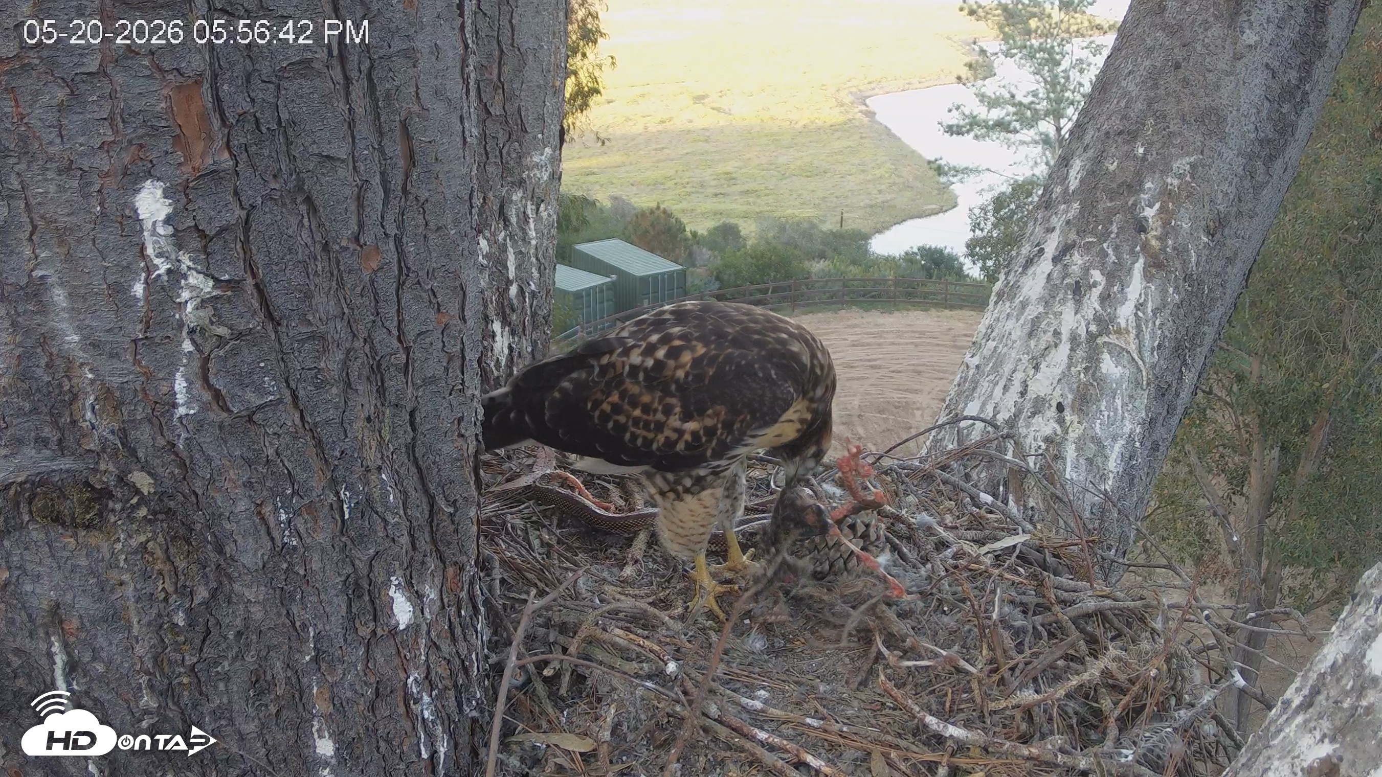 Snapshot of Red-Tailed Hawk Live Webcam taken May 20, 2026, 6:57pm PDT