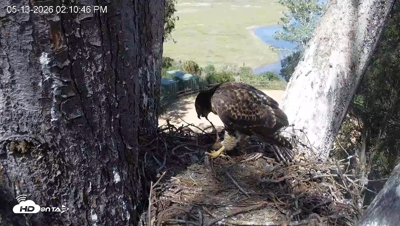 Snapshot of Red-Tailed Hawk Live Webcam taken May 13, 2026, 3:14pm PDT