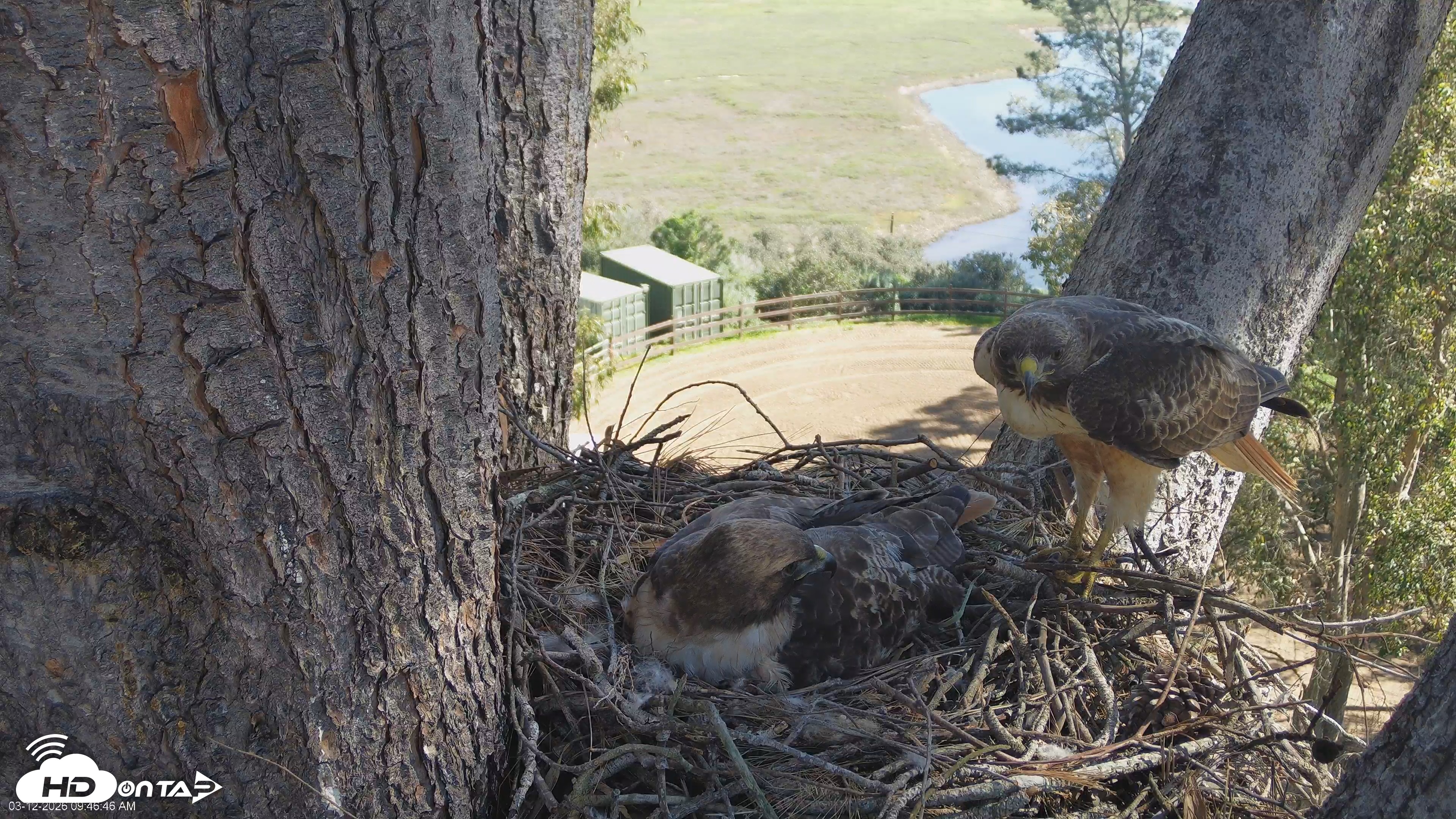 Snapshot of Red-Tailed Hawk Live Webcam taken Mar 12, 2026, 10:47am PDT