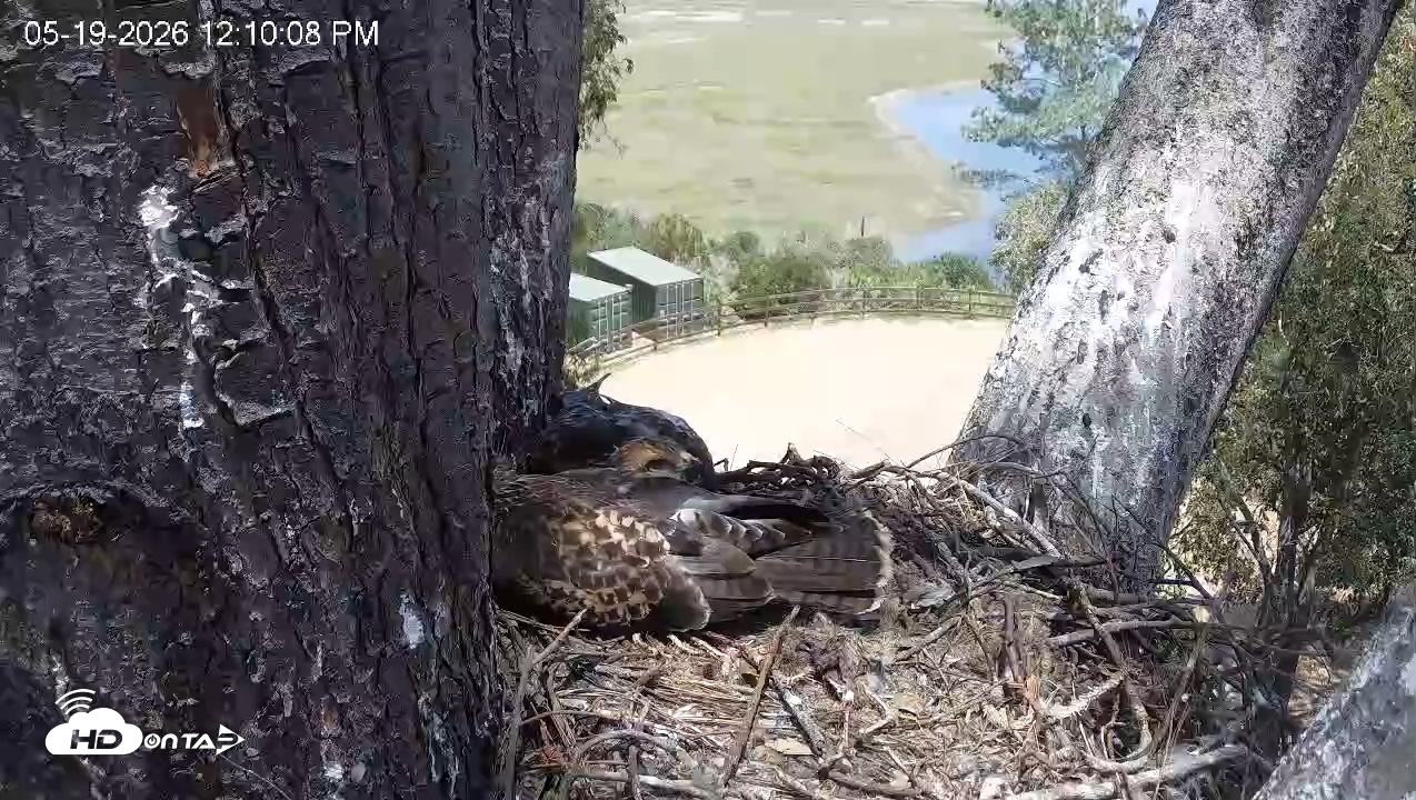 Snapshot of Red-Tailed Hawk Live Webcam taken May 19, 2026, 1:13pm PDT