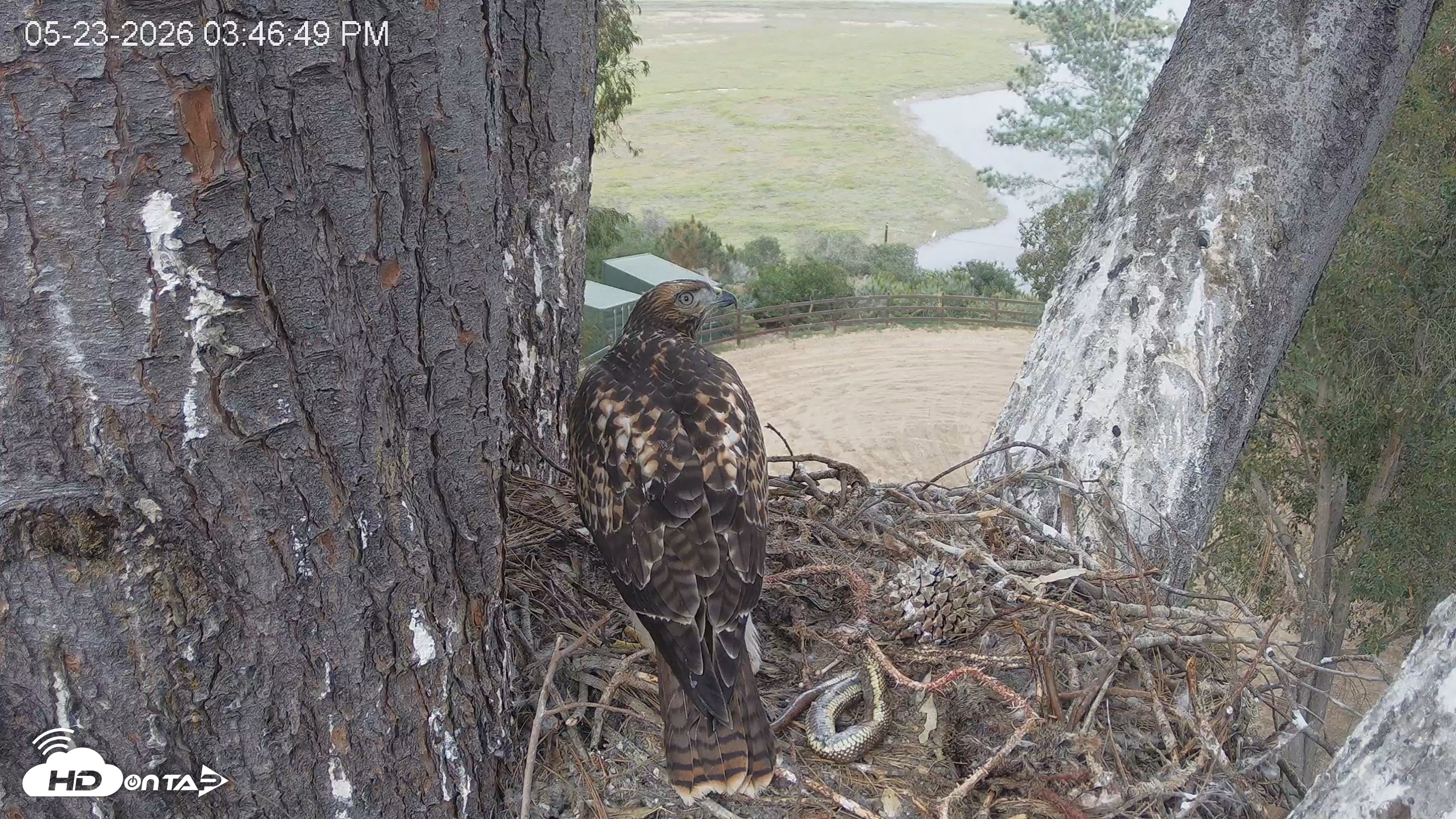 Snapshot of Red-Tailed Hawk Live Webcam taken May 23, 2026, 4:47pm PDT