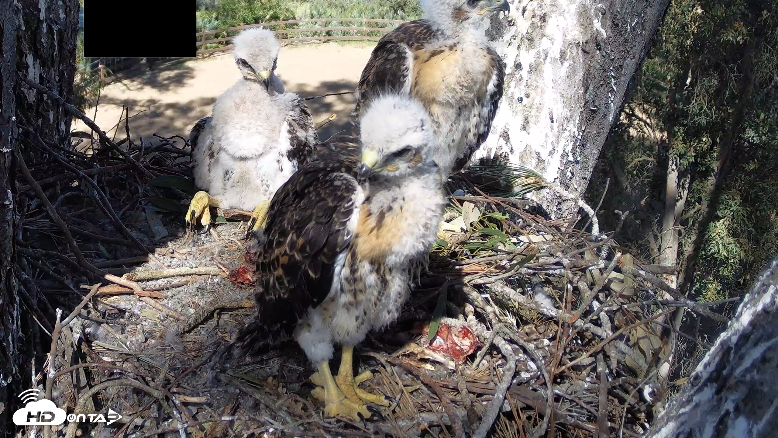 Snapshot of Red-Tailed Hawk Live Webcam taken Apr 22, 2026, 3:48pm PDT