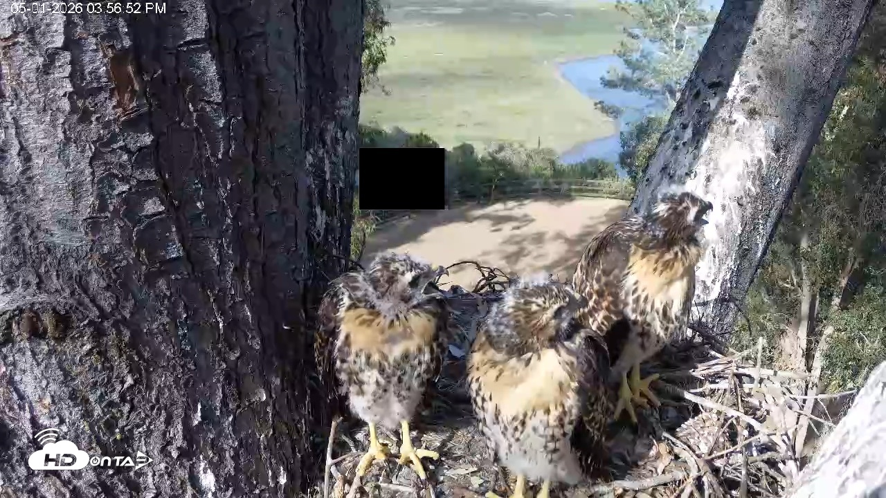 Snapshot of Red-Tailed Hawk Live Webcam taken May 1, 2026, 4:58pm PDT