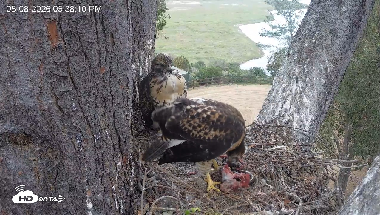 Snapshot of Red-Tailed Hawk Live Webcam taken May 8, 2026, 6:42pm PDT