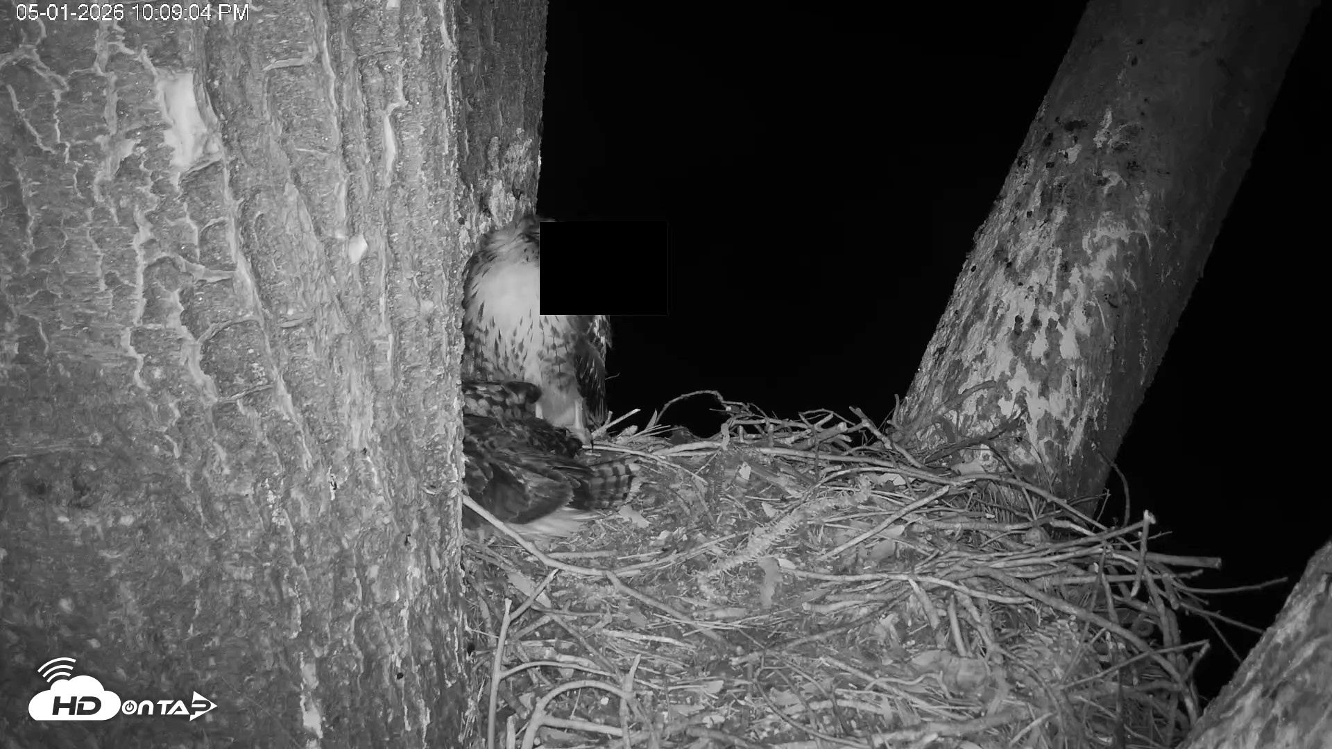 Snapshot of Red-Tailed Hawk Live Webcam taken May 1, 2026, 11:10pm PDT