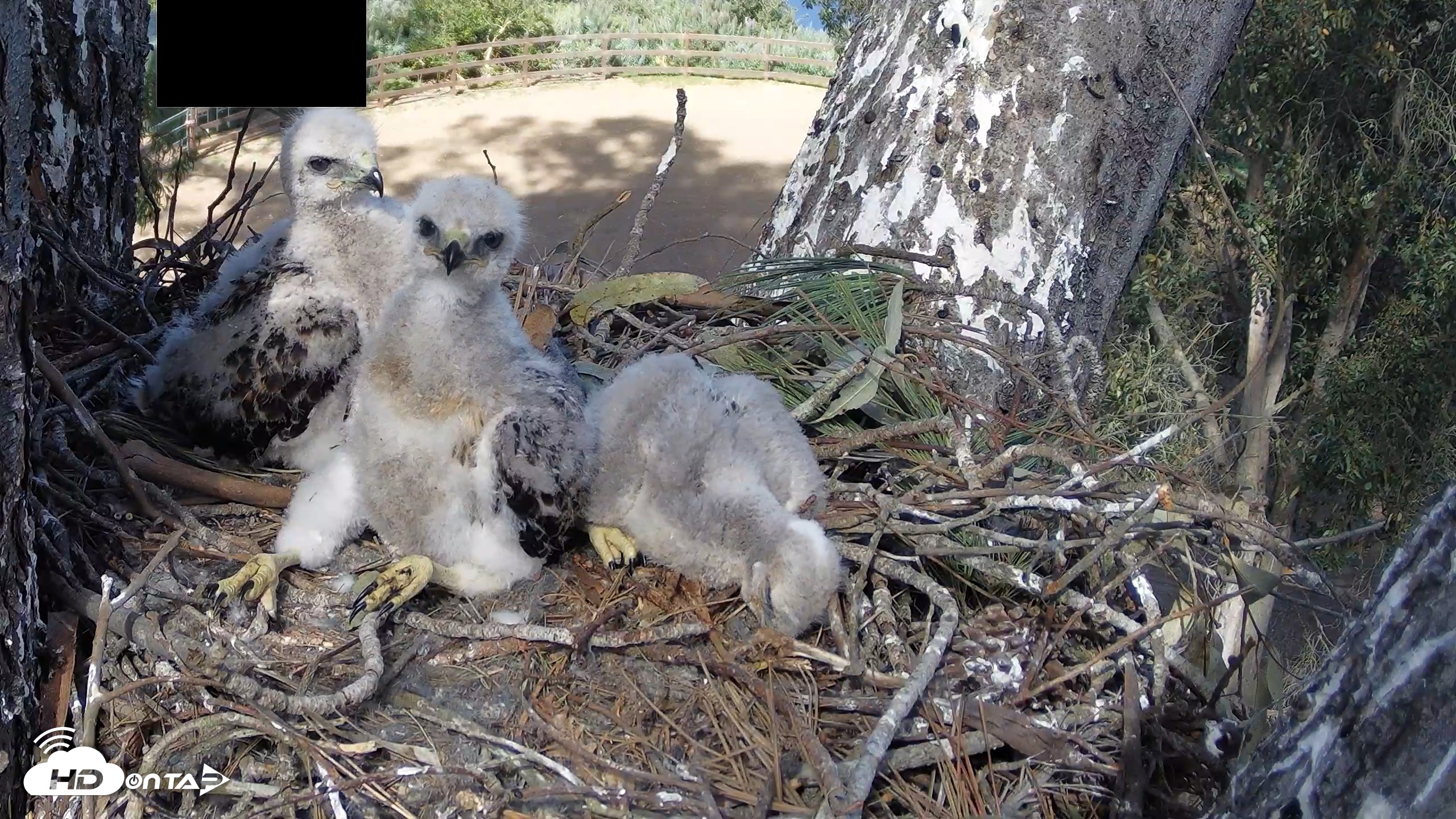 Snapshot of Red-Tailed Hawk Live Webcam taken Apr 15, 2026, 3:56pm PDT